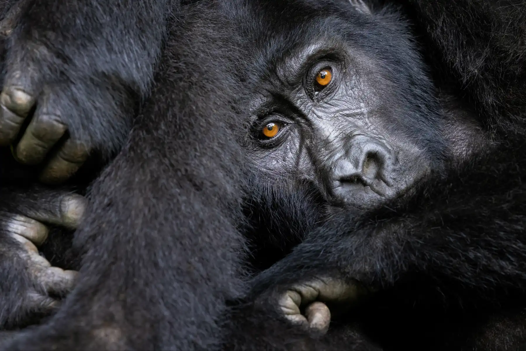 Luxury gorilla trekking in Rwanda and Uganda
