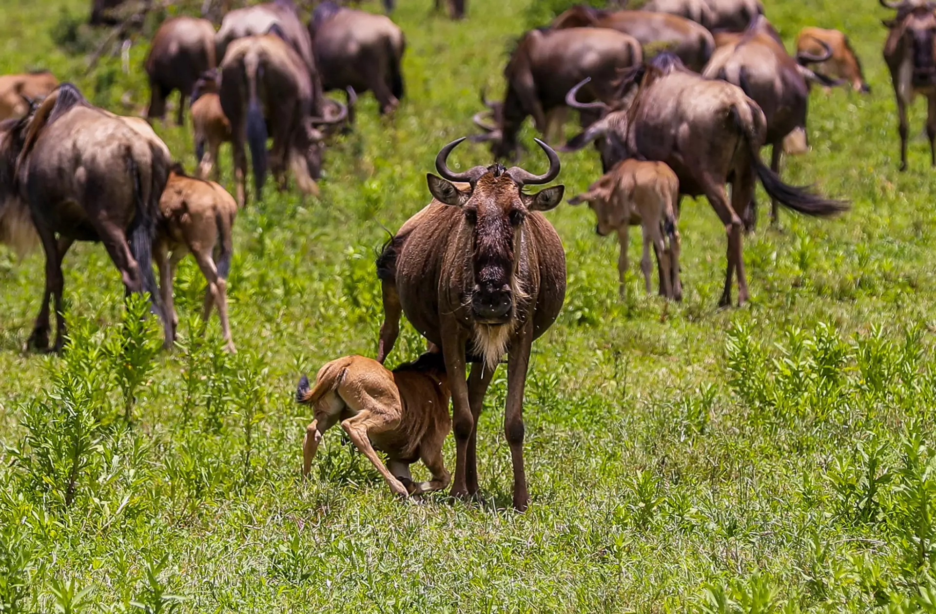 Calving season on the southern Serengeti — a newborn wildebeest calf beside its mother among the herds