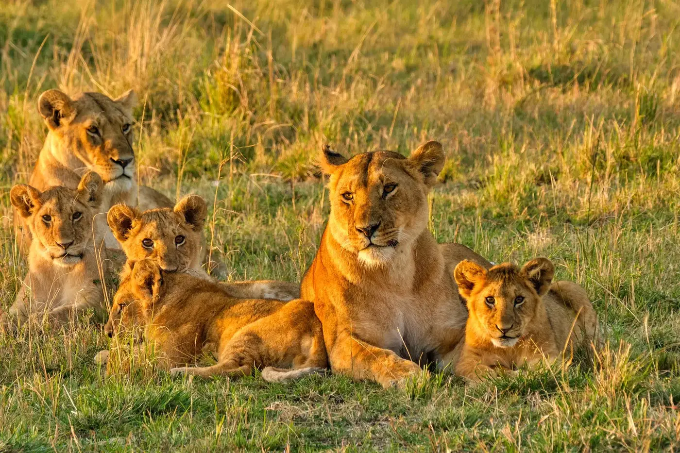 Luxury Kenya safari — the Maasai Mara
