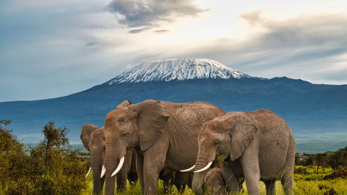 Amboseli National Park