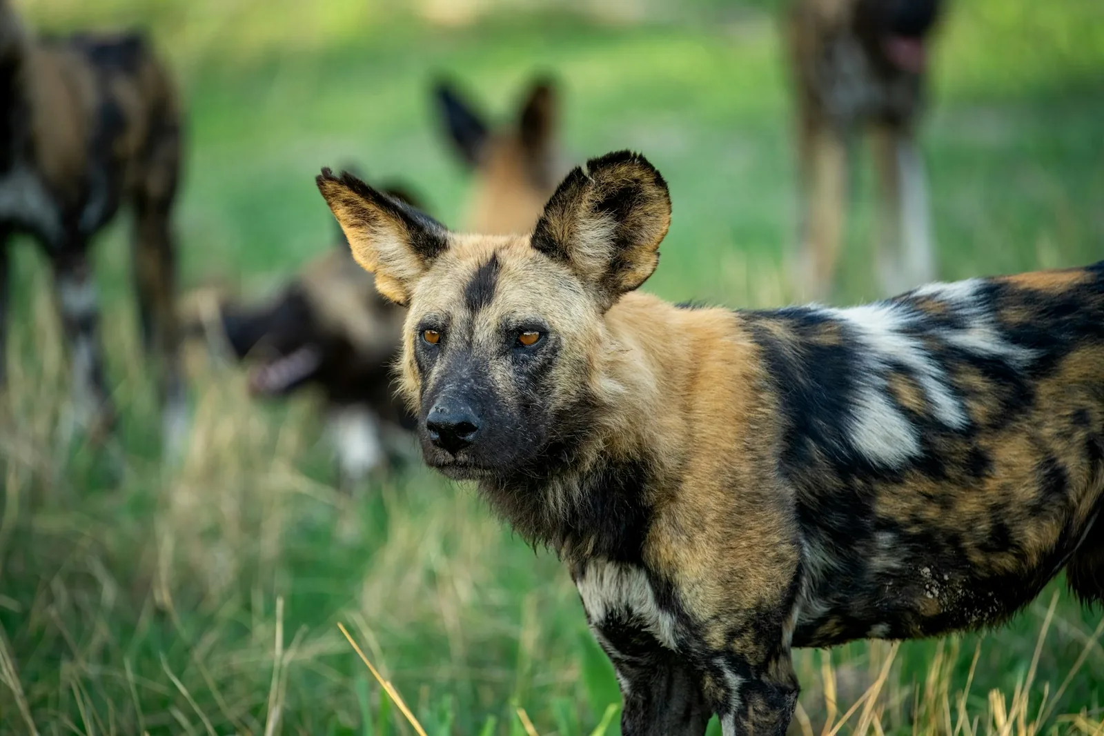 A pack of African wild dogs resting in open grassland