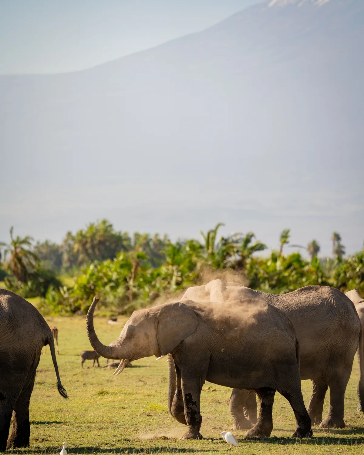 Elephant herd crossing Amboseli&rsquo;s plains beneath Mount Kilimanjaro