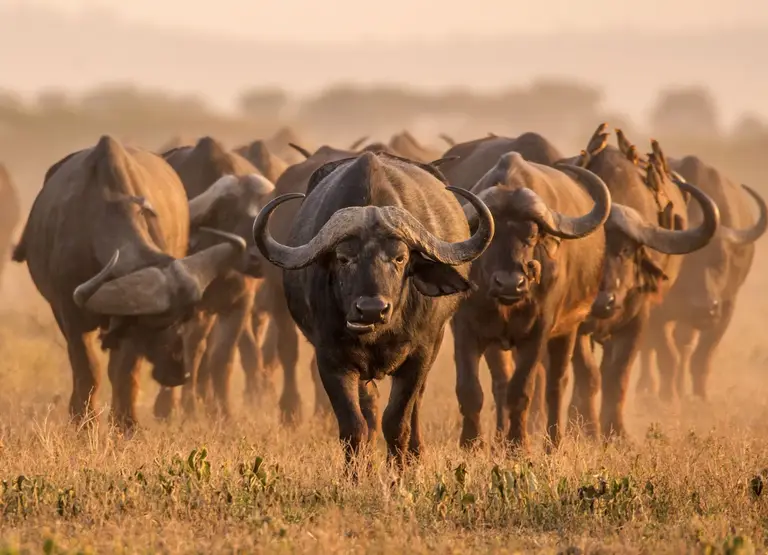 A herd of Cape buffalo facing the camera in golden light