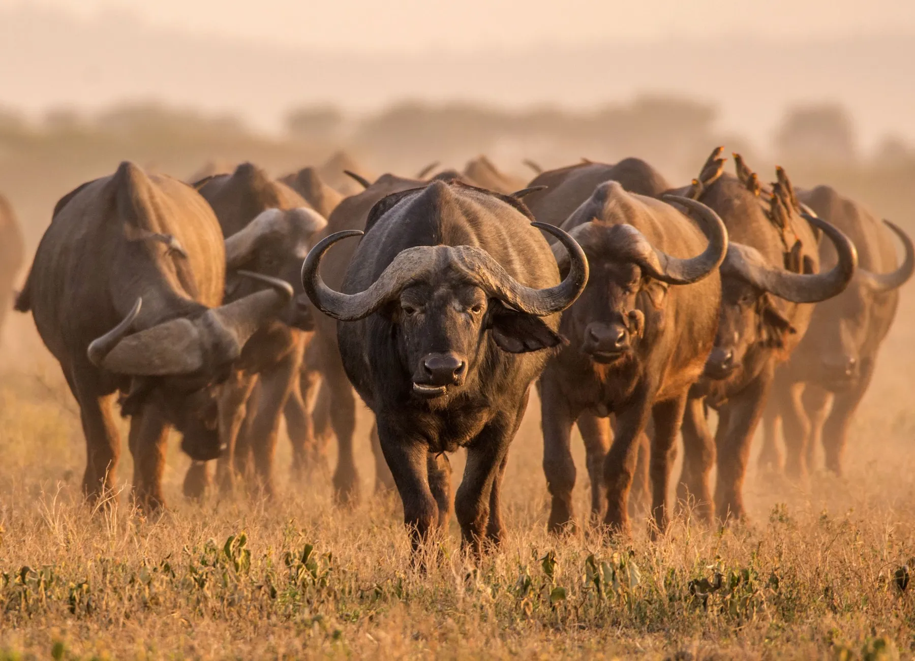 A herd of Cape buffalo in golden light, one of the Big Five