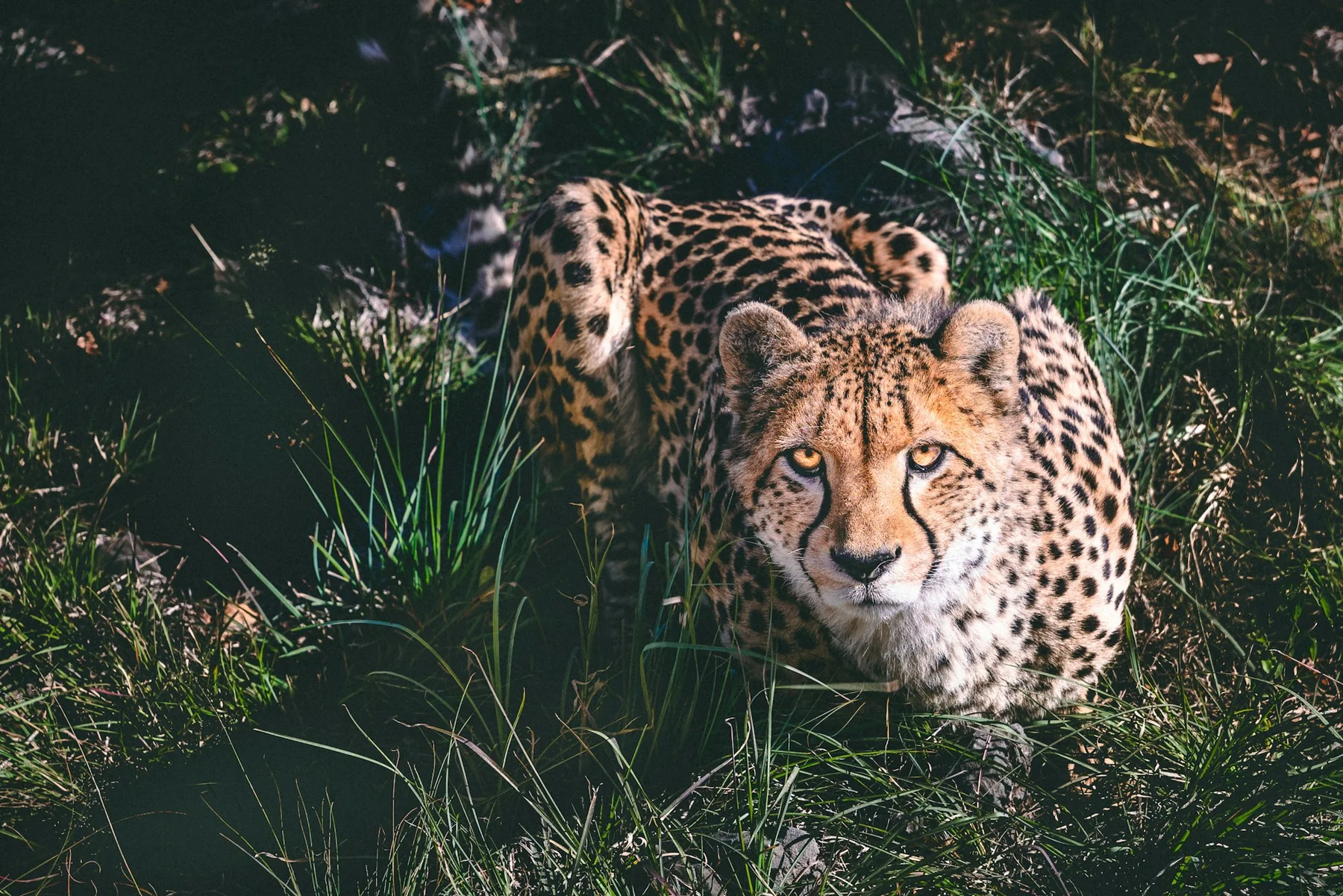 Cheetah vs Leopard: How to Tell the Difference