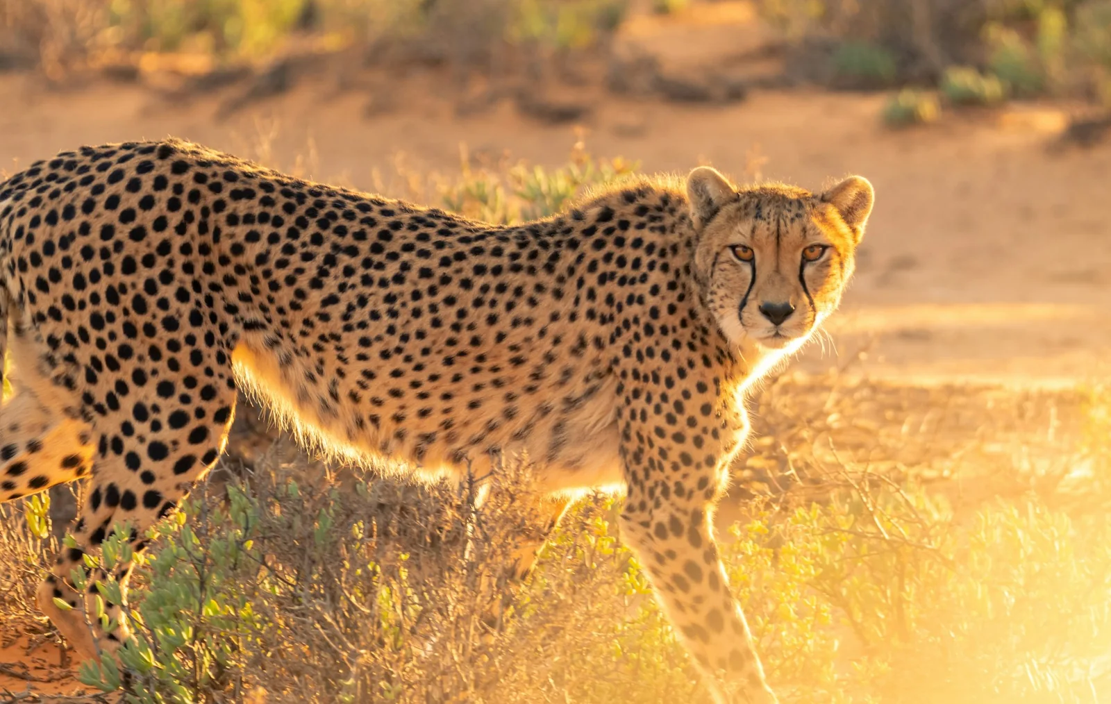 A cheetah walking through golden grass, its solid black spots and dark tear marks clearly visible