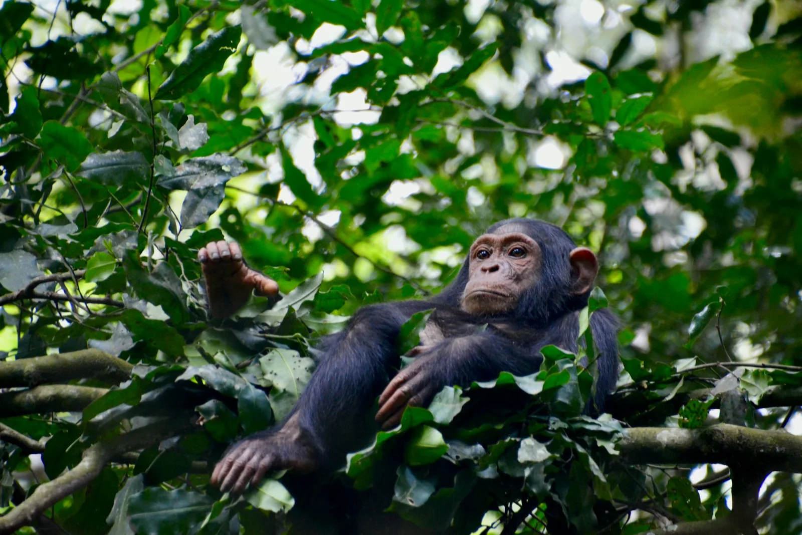 A chimpanzee sitting on a branch in forest canopy