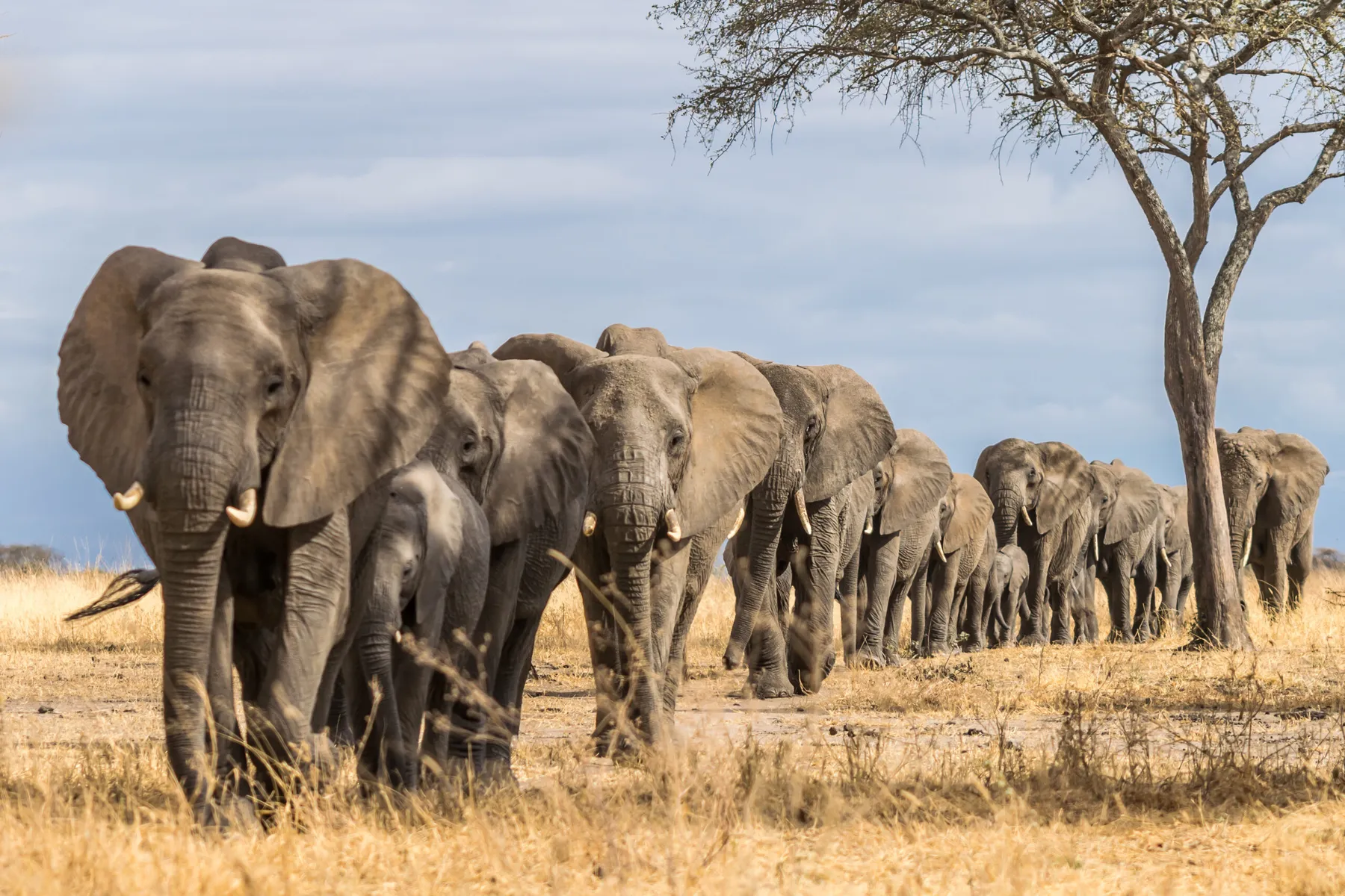 The African Elephant