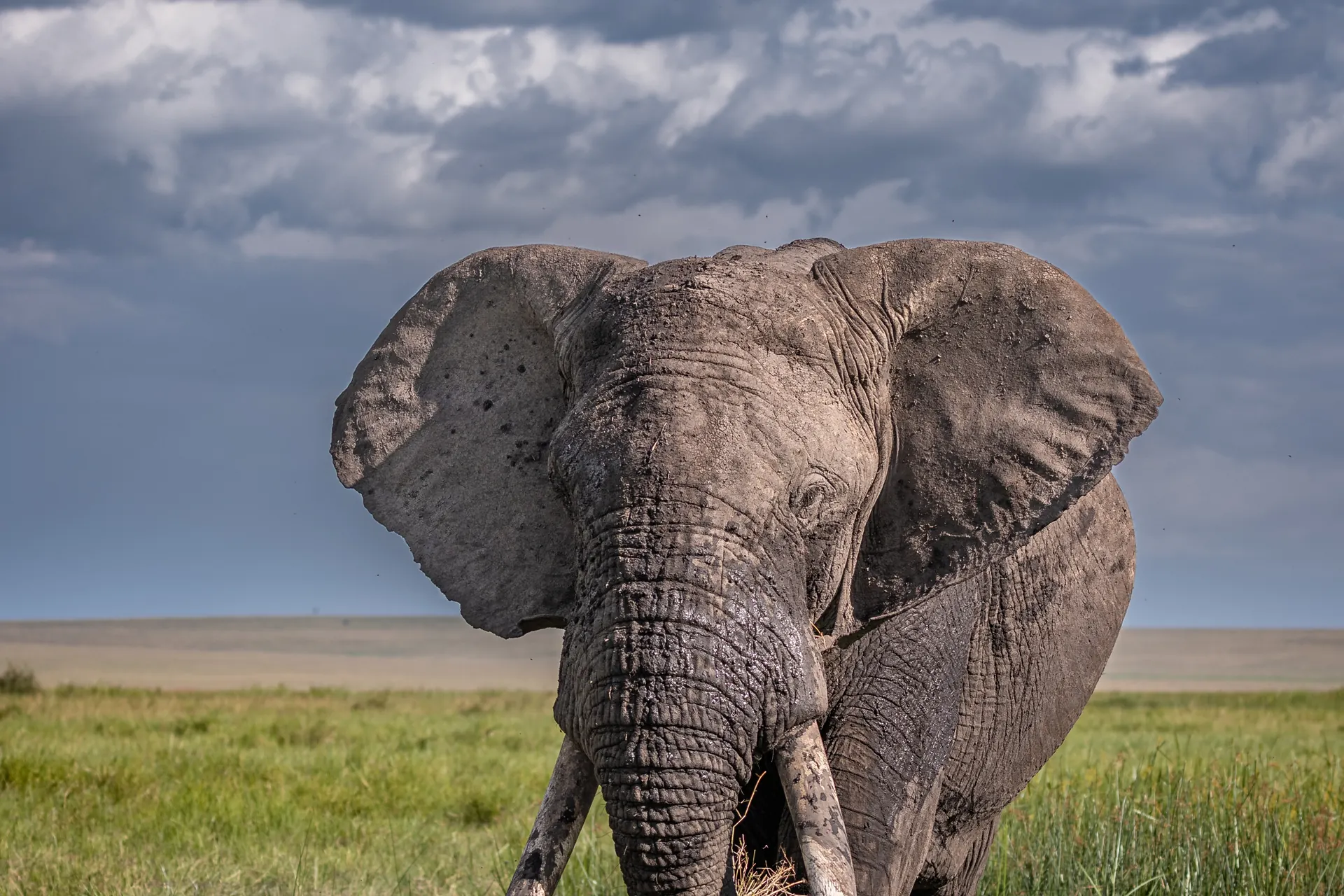 Luxury Kenya safari — elephant bull under a storm sky