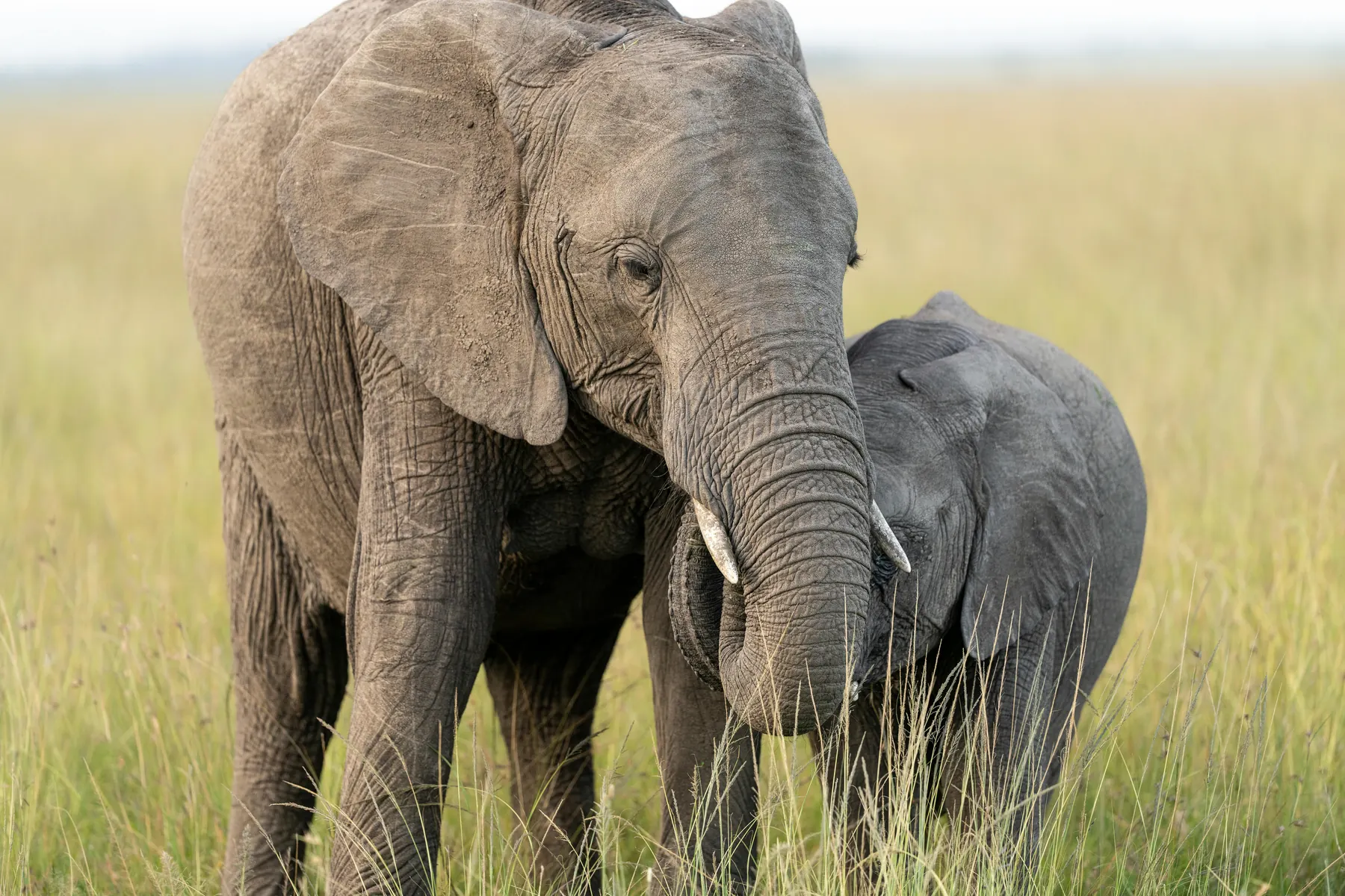An African elephant cow standing over her calf in tall green grass