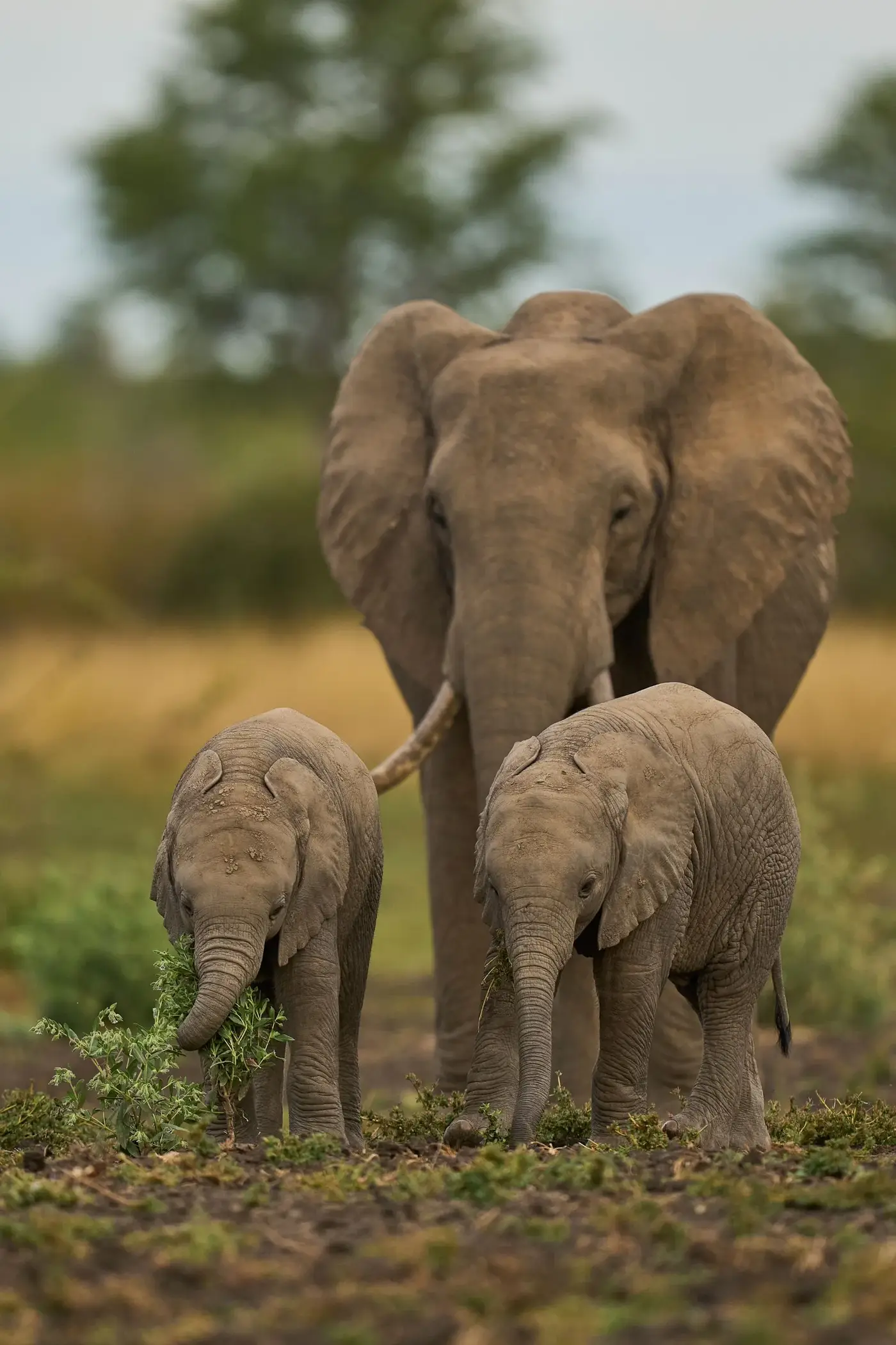 Dunes, Desert & Etosha — tailor-made luxury African safari itinerary, Namibia