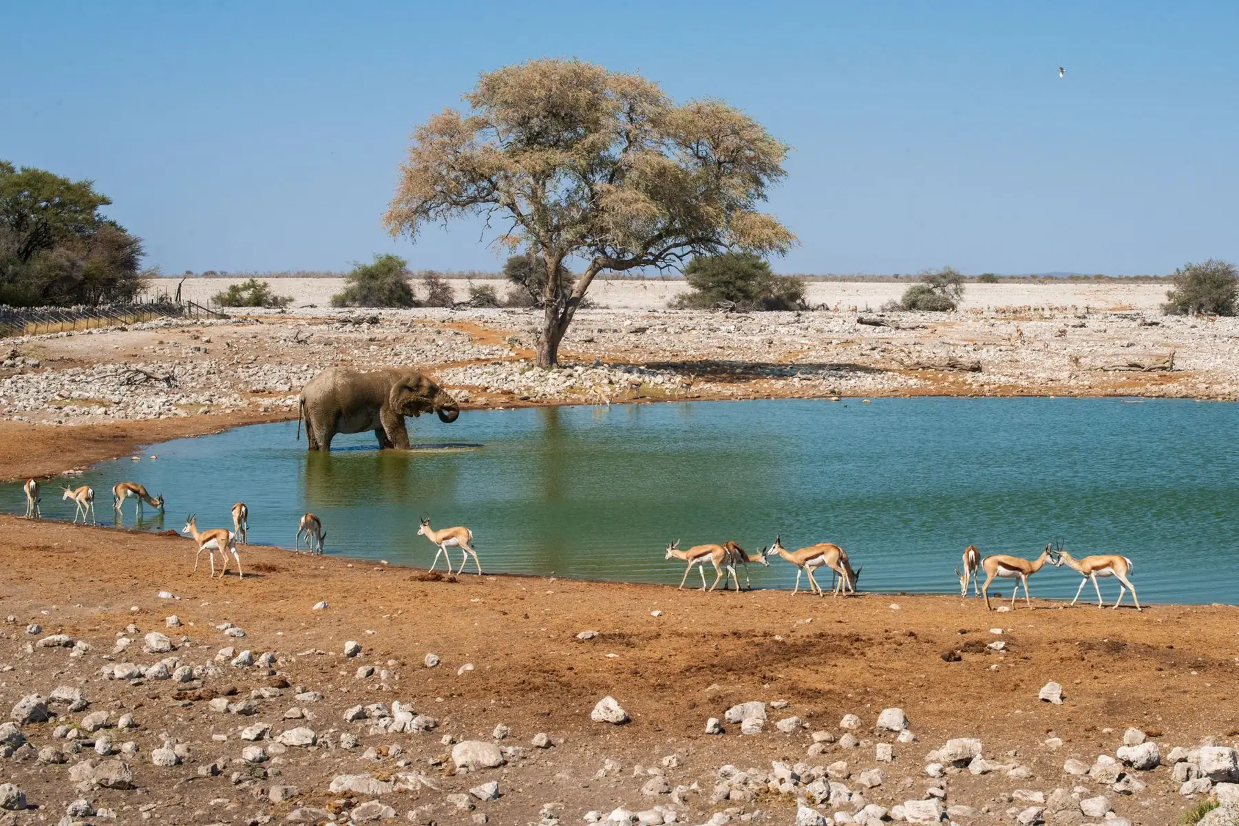 An elephant and springbok at a waterhole on the edge of the Etosha pan, Namibia