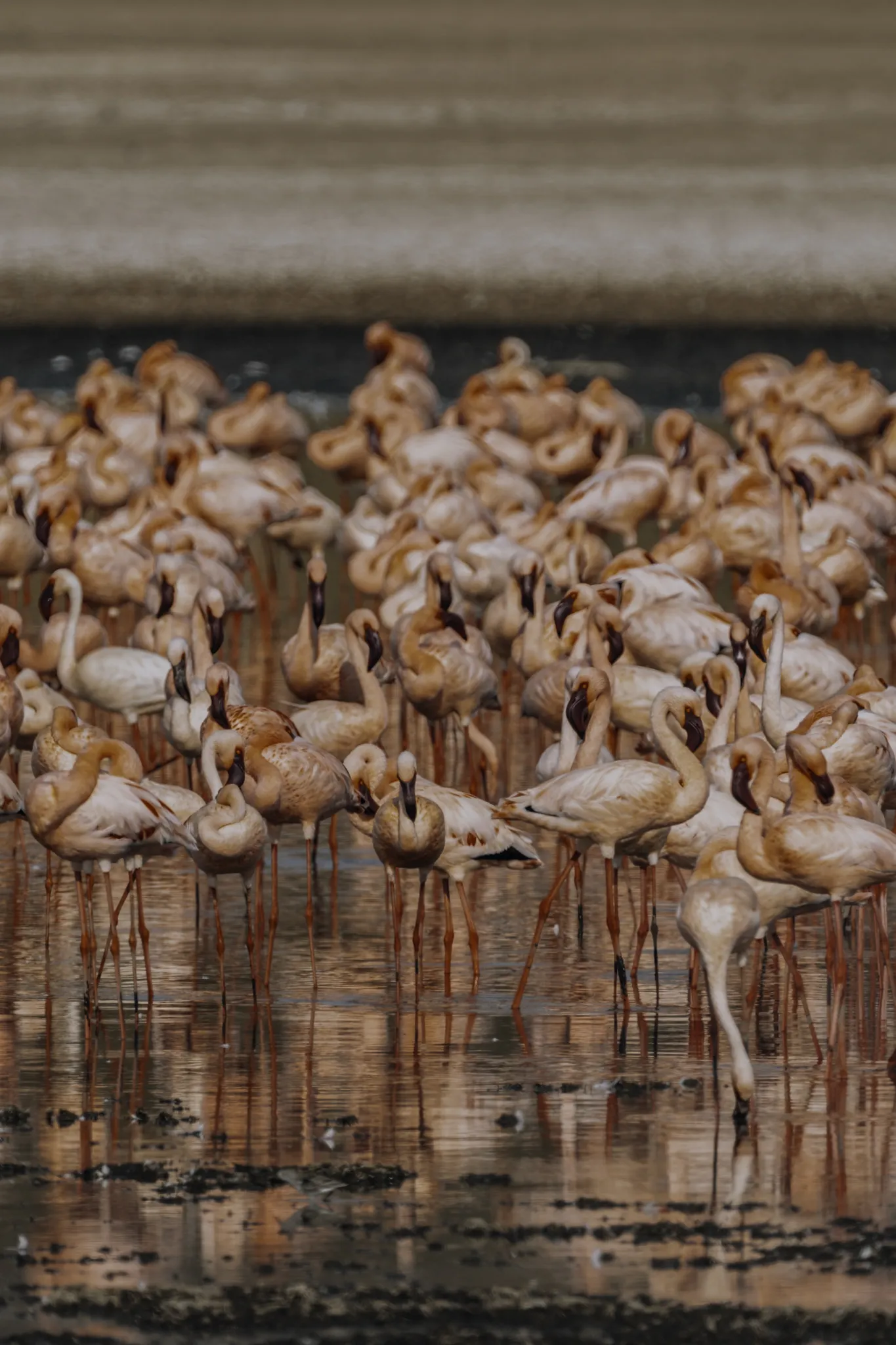 Lake Nakuru