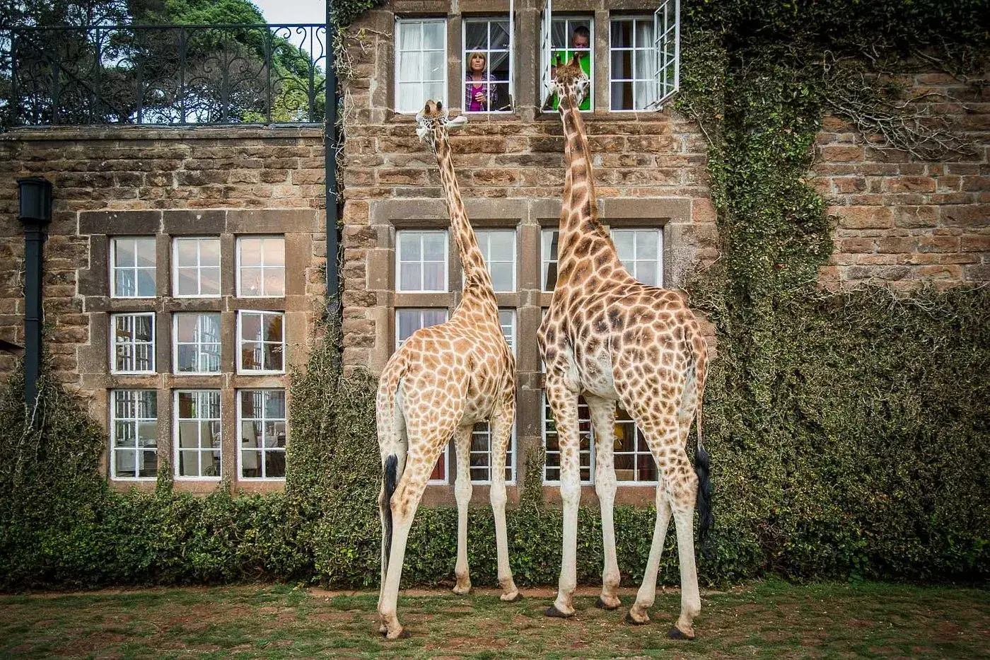 Two Rothschild’s giraffes reaching up to the windows of Giraffe Manor in Nairobi, Kenya