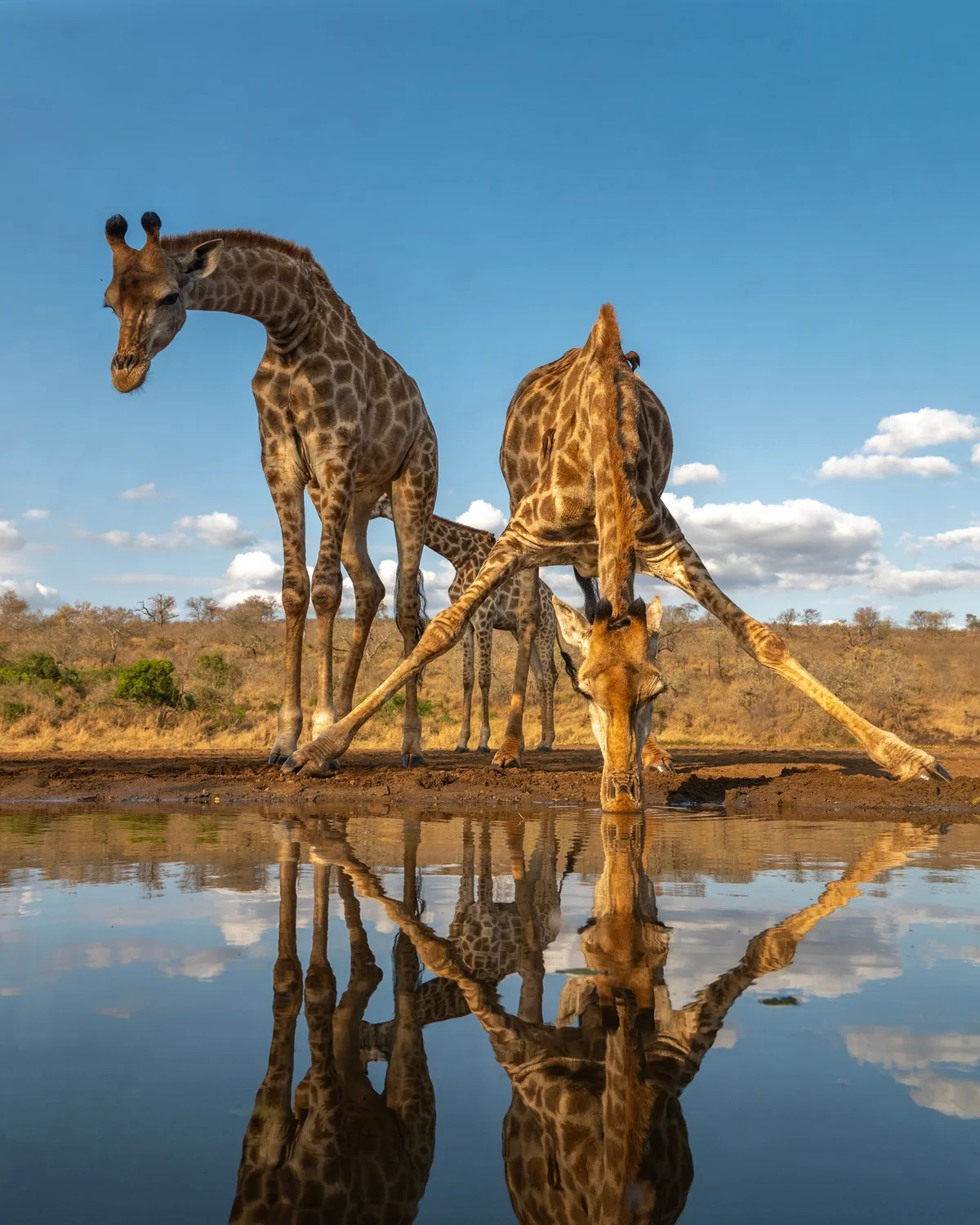 Giraffes drinking at a waterhole with their reflection in the water