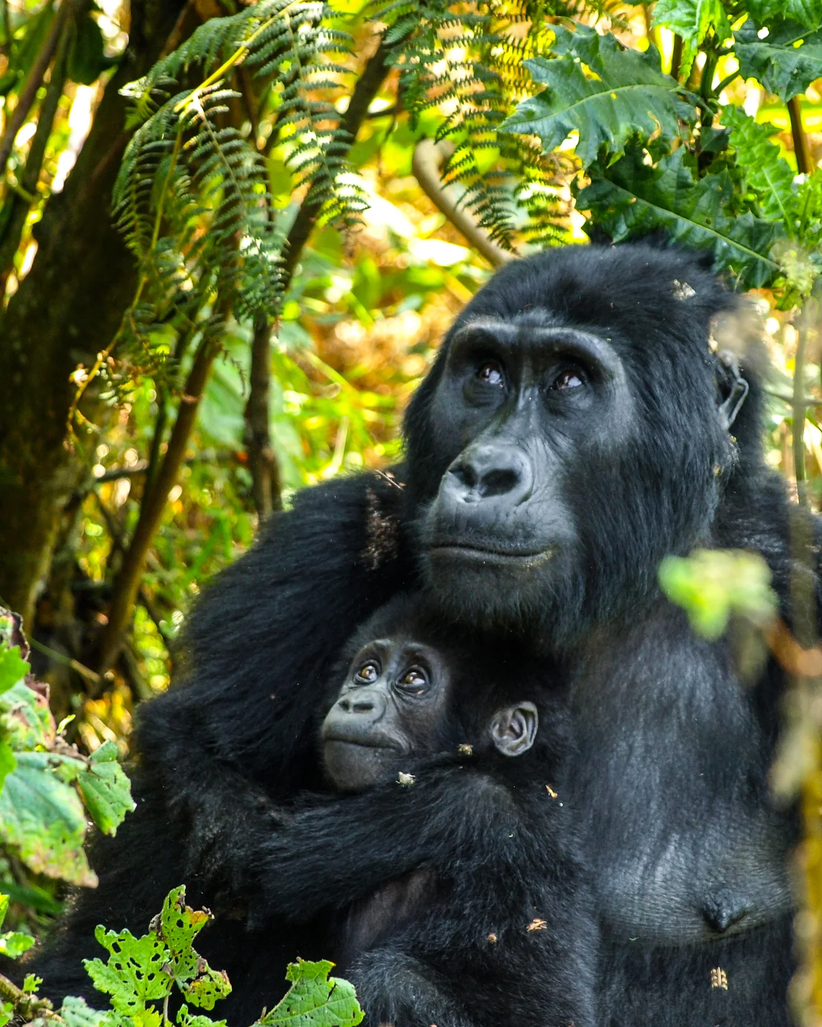 A female mountain gorilla holding her infant in dense forest