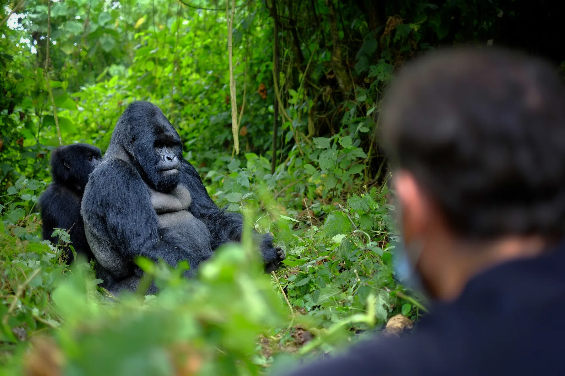 Silverback mountain gorilla and a trekker in Bwindi Impenetrable Forest, Uganda