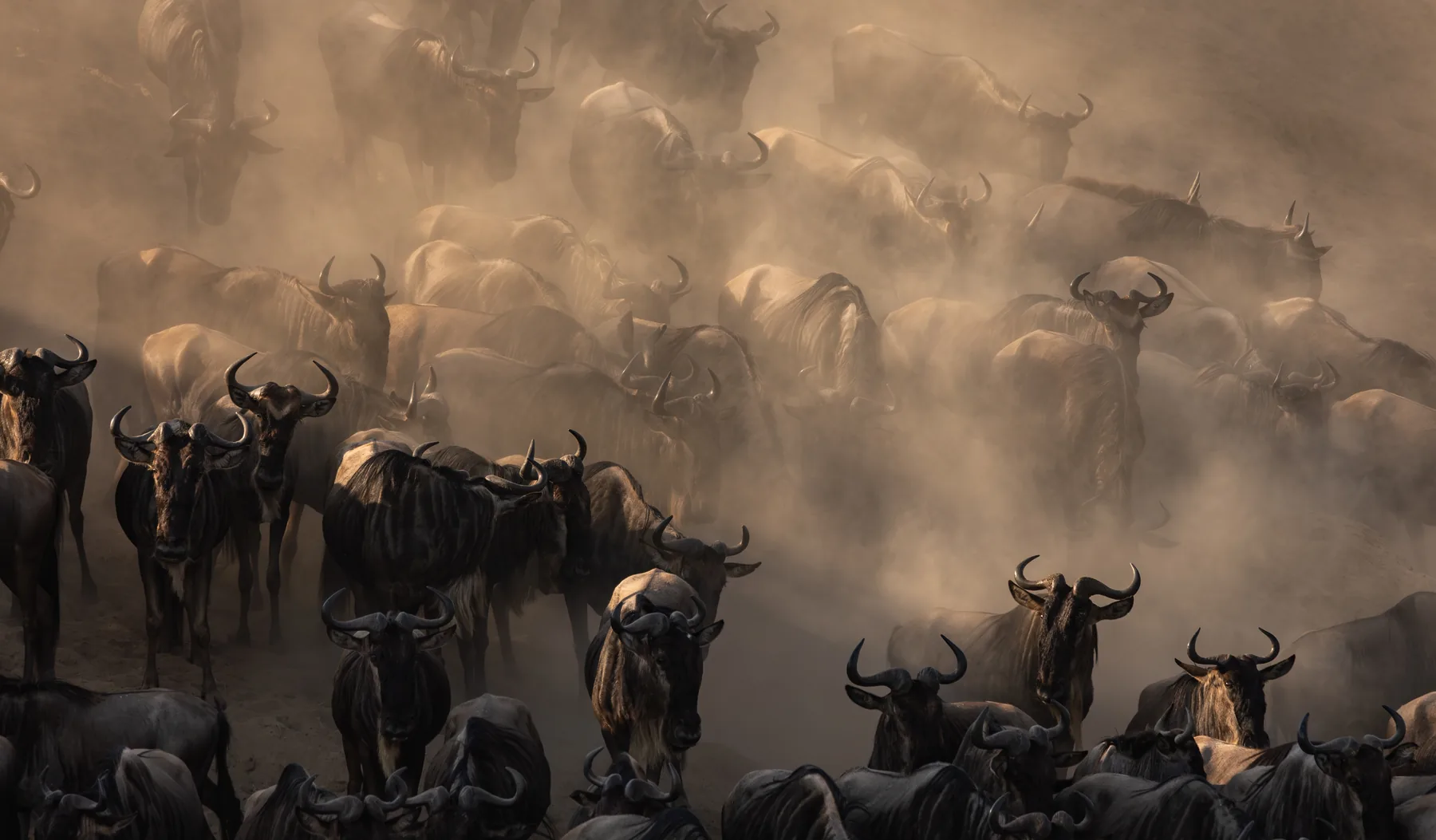 A great wildebeest herd moving through golden dust on the Great Migration, Serengeti
