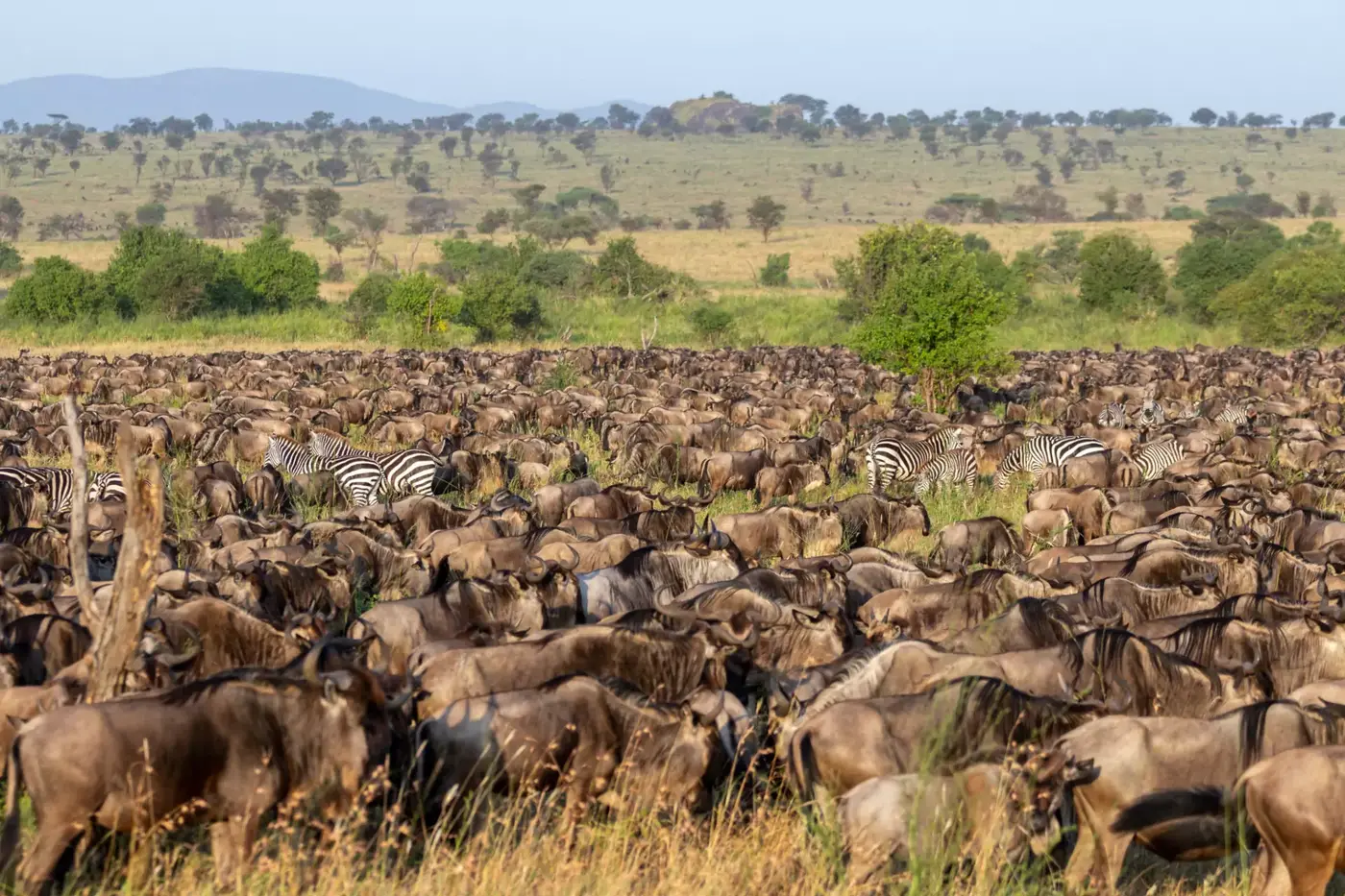 Following the Herds — tailor-made luxury African safari itinerary, Tanzania & Kenya