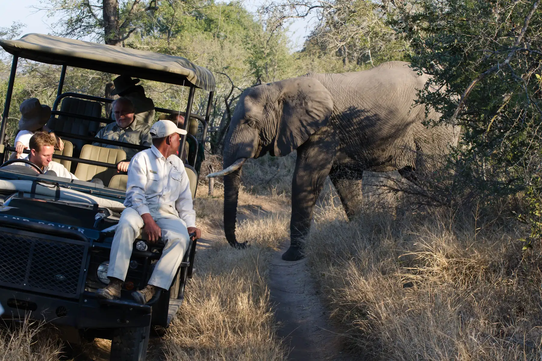 Guests watching an African elephant from an open safari vehicle