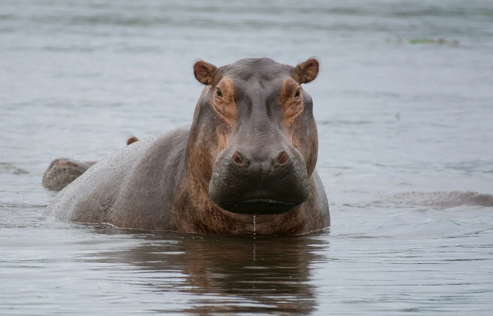 A hippopotamus standing in an African river
