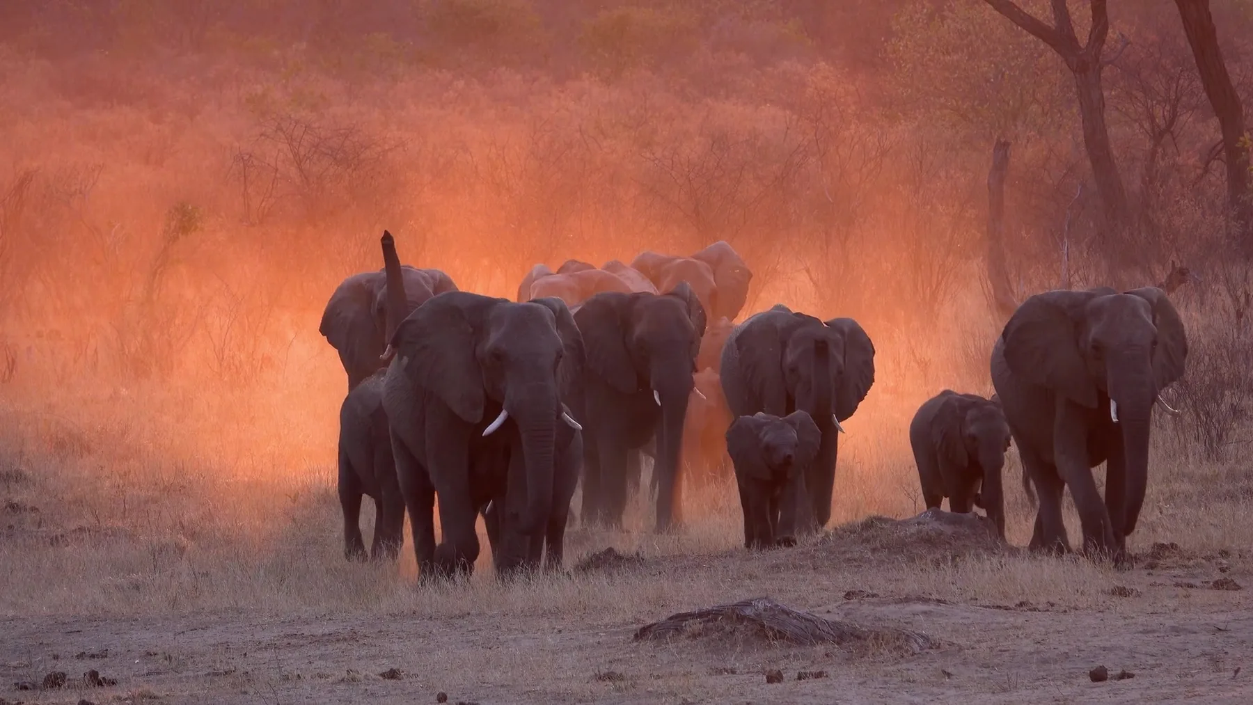 Luxury African safari with NndeeAfrika — the Serengeti, Tanzania