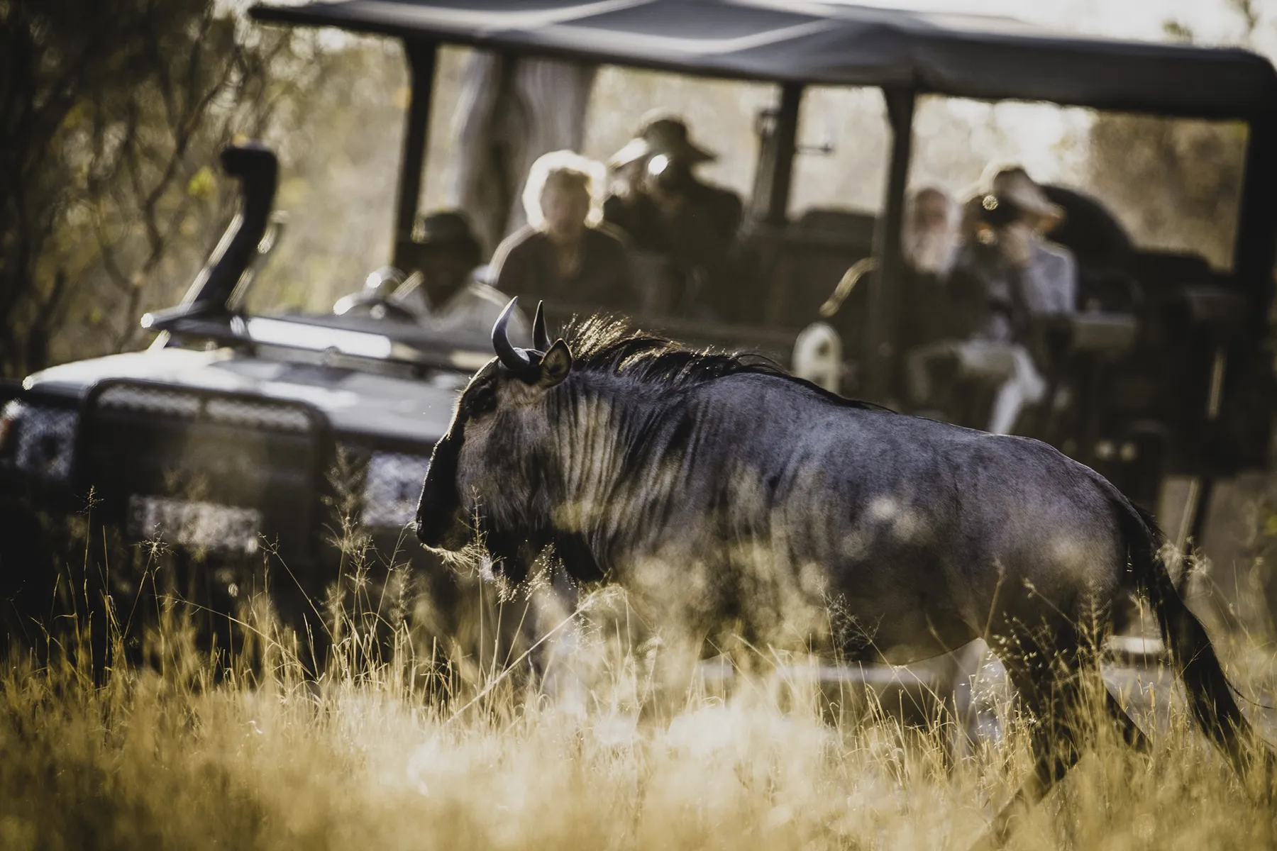 How Much Does a Luxury African Safari Cost?