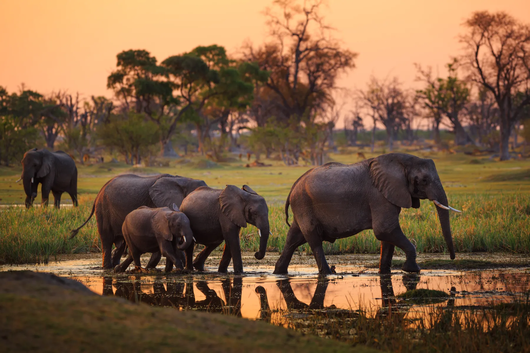 Hwange National Park — luxury African safari with NndeeAfrika