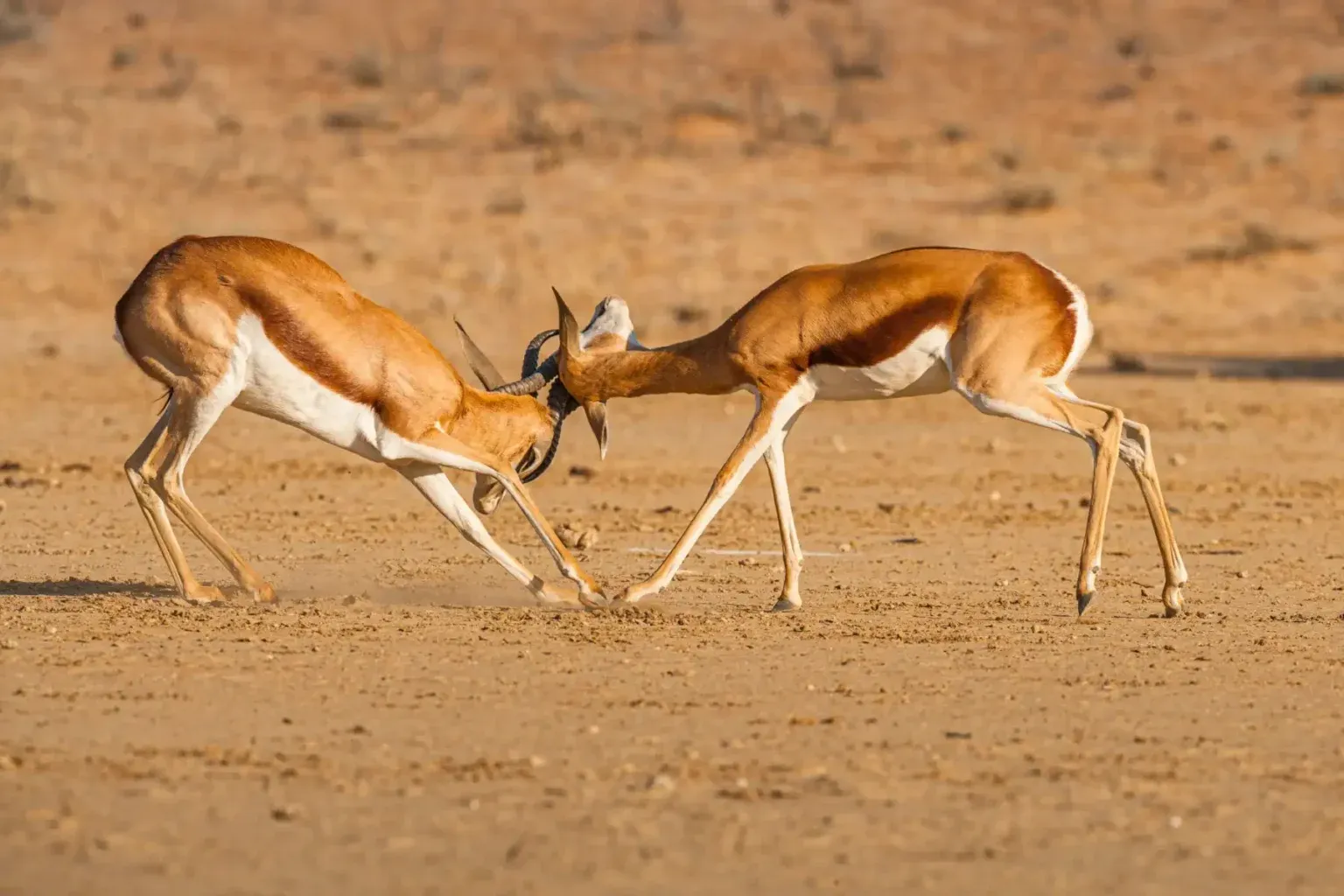 Kalahari & Makgadikgadi