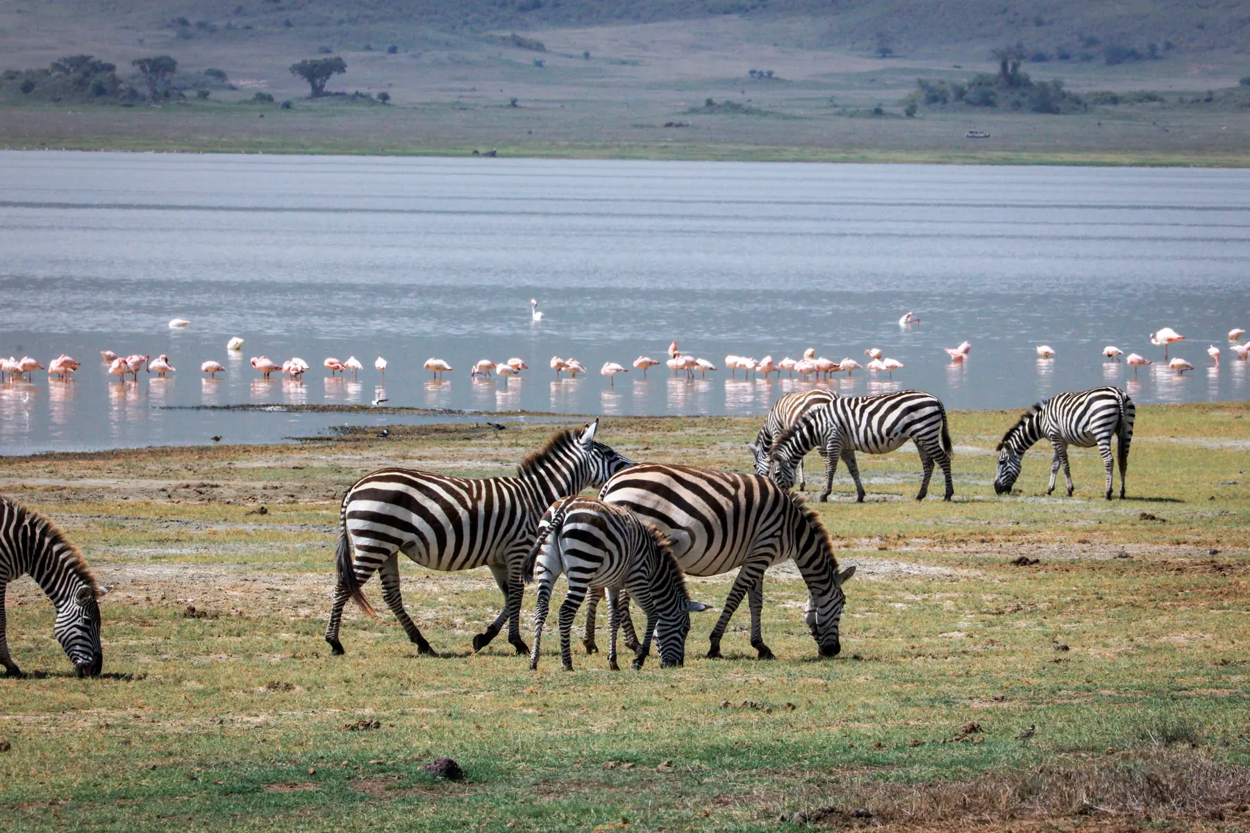 Zebra grazing beside Lake Manyara with flamingos on the water, Tanzania