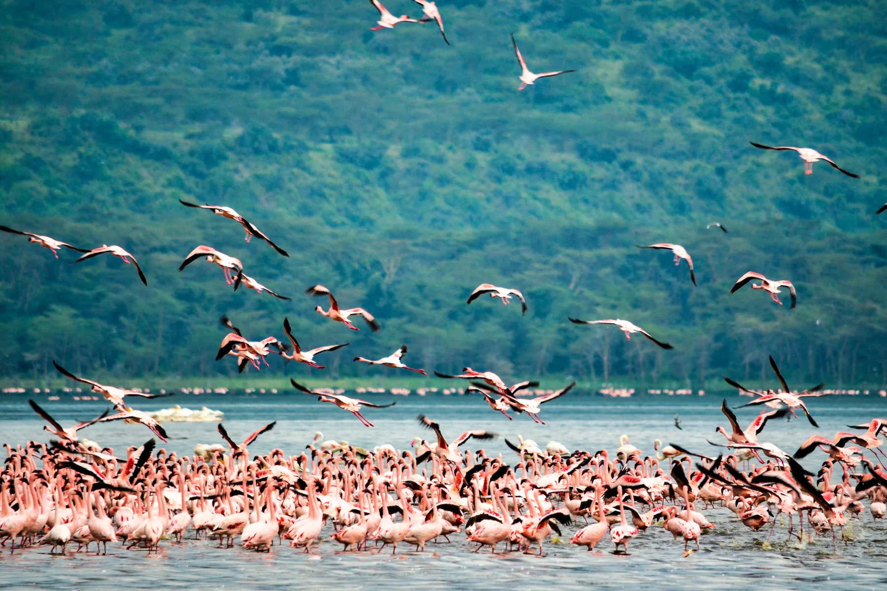 Flamingo flock on the shallows of Lake Nakuru, Kenya