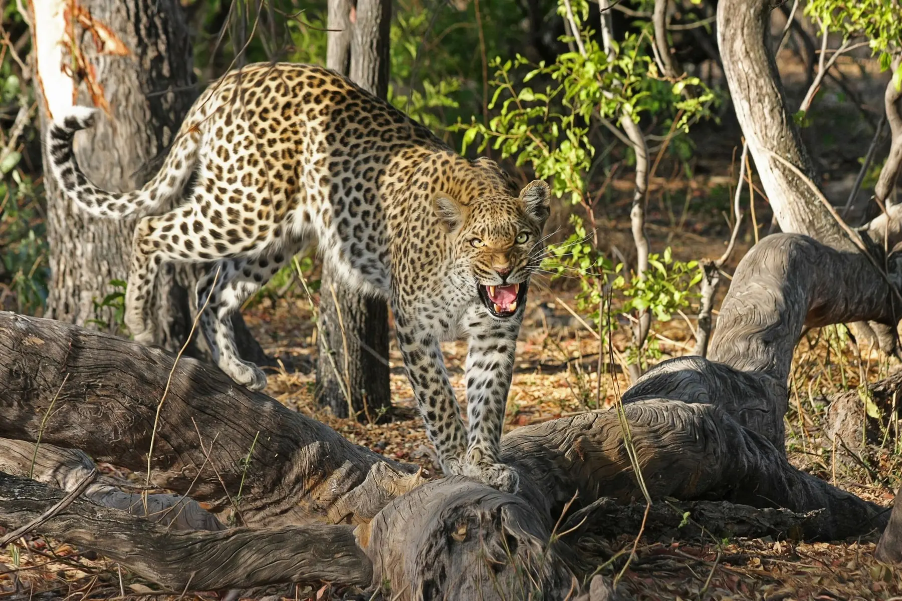 A leopard on a fallen log in the Okavango Delta, Botswana