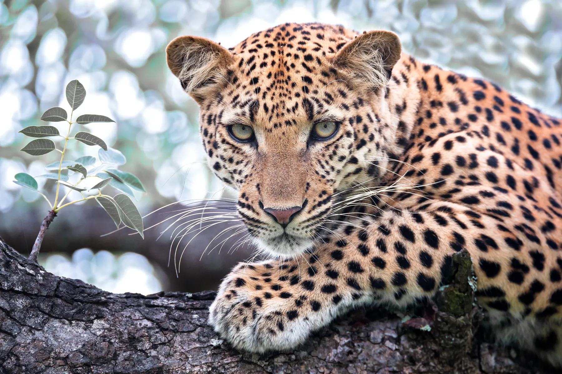 A leopard resting along a tree branch, looking directly at the camera