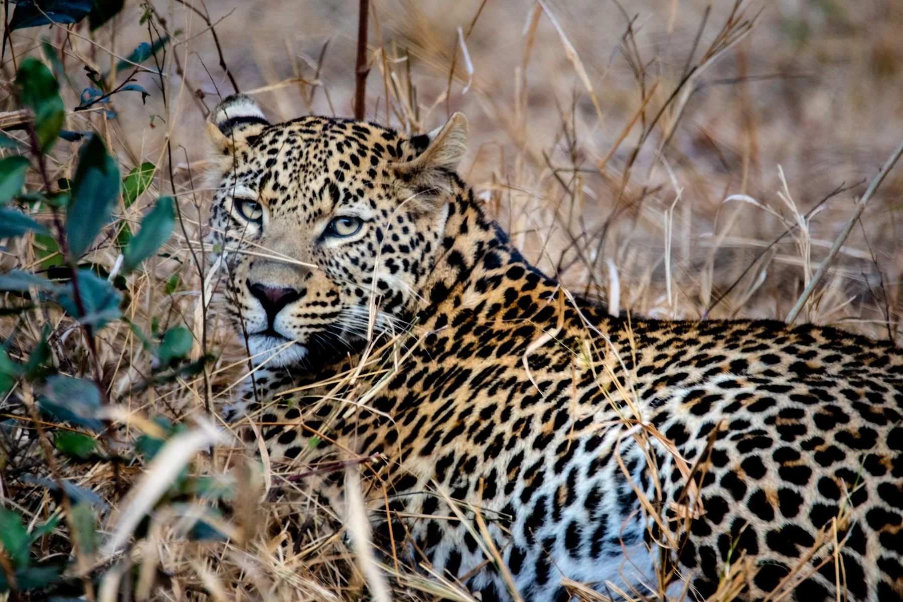 A leopard resting in golden grass on a Zambia safari
