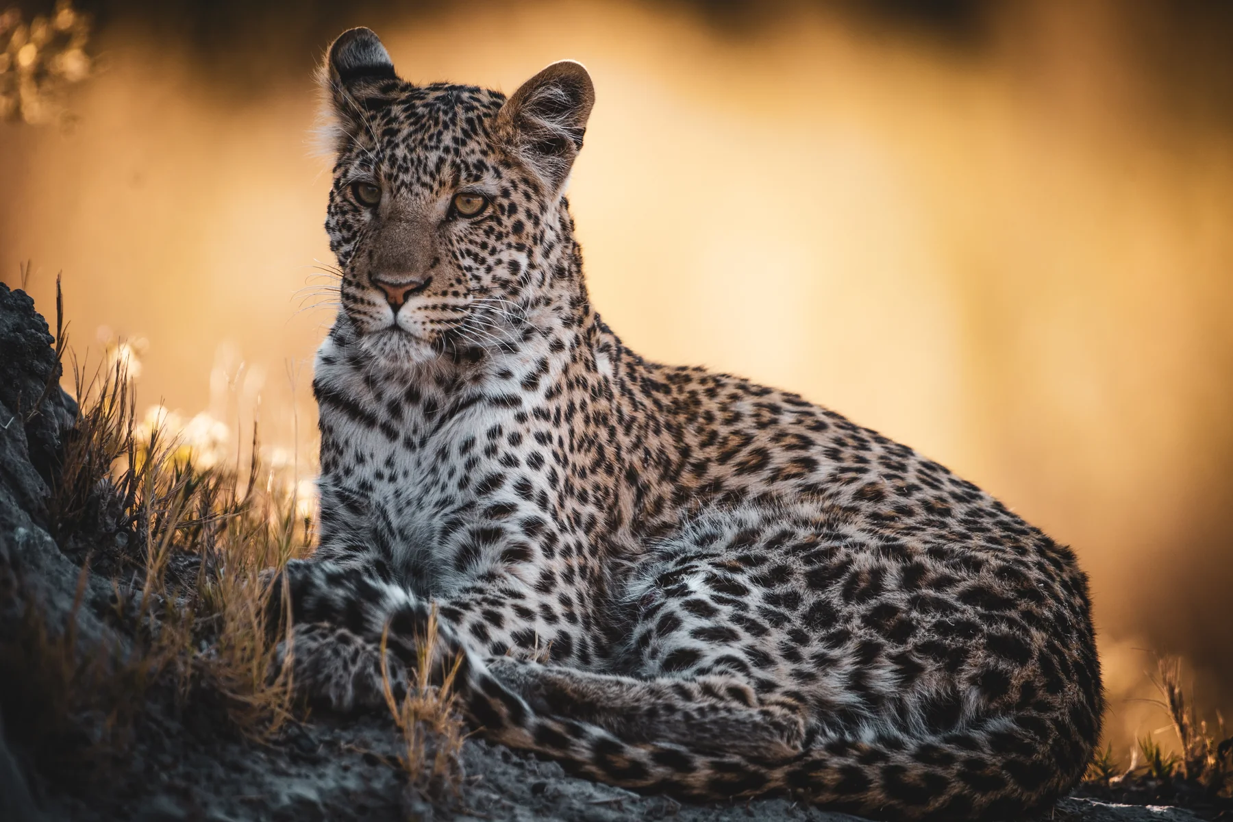 A leopard resting on a rock in warm golden light