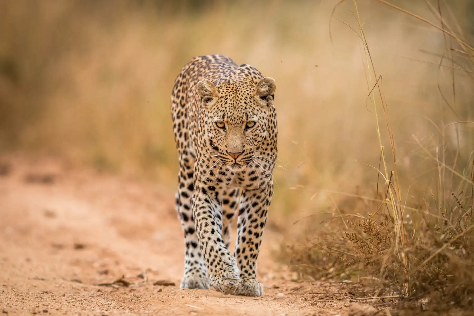 Leopards & the Indian Ocean — tailor-made luxury African safari itinerary, South Africa & Mozambique