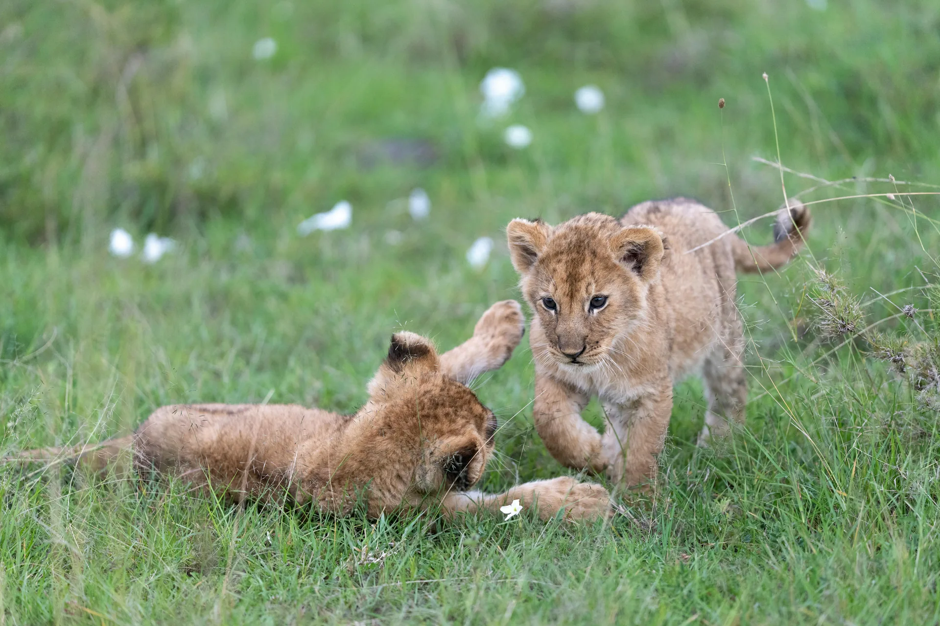 Luxury Tanzania safari — lion cubs in the green season