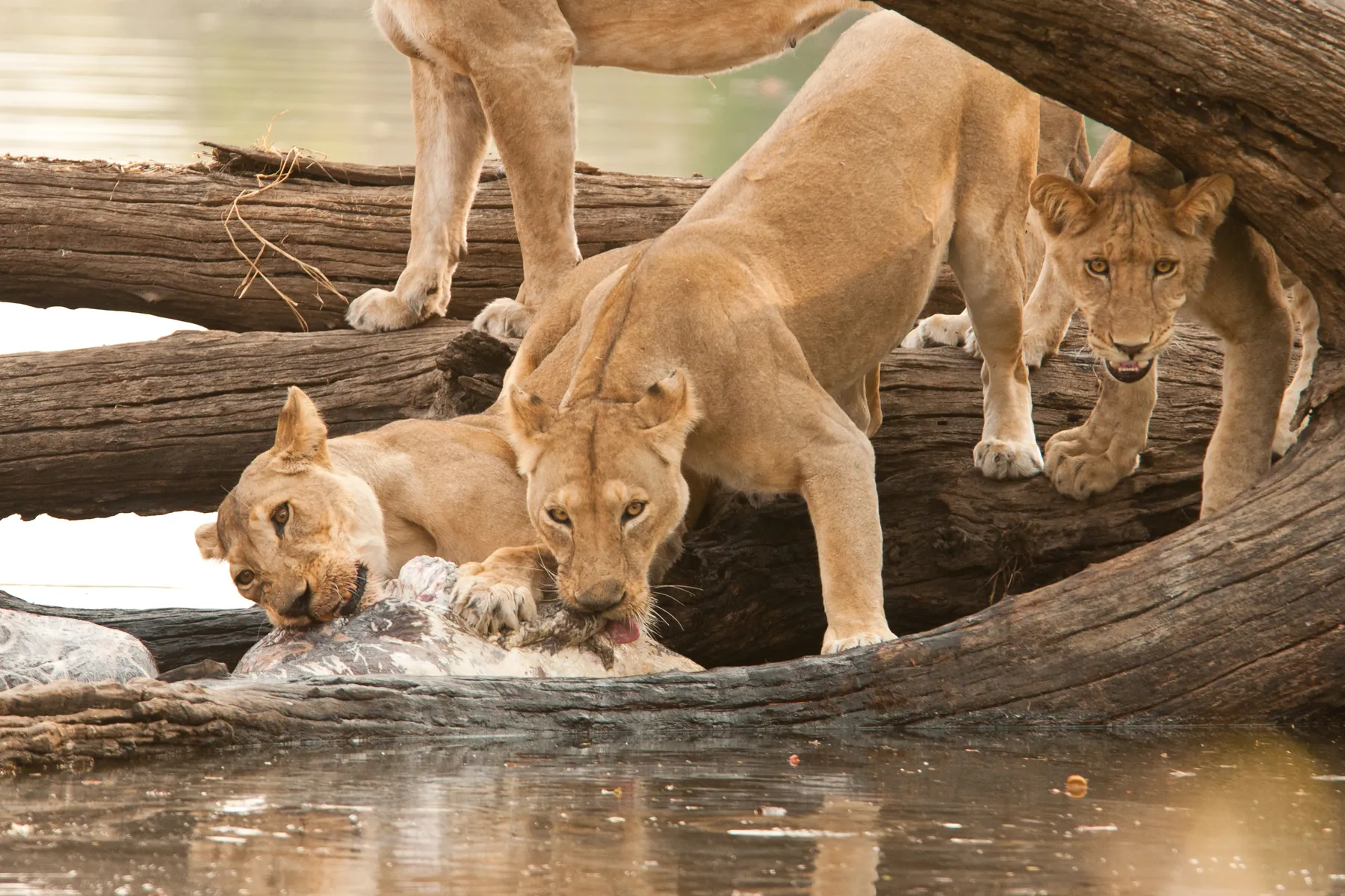A lion pride drinking at a waterhole on the Serengeti plains, Tanzania
