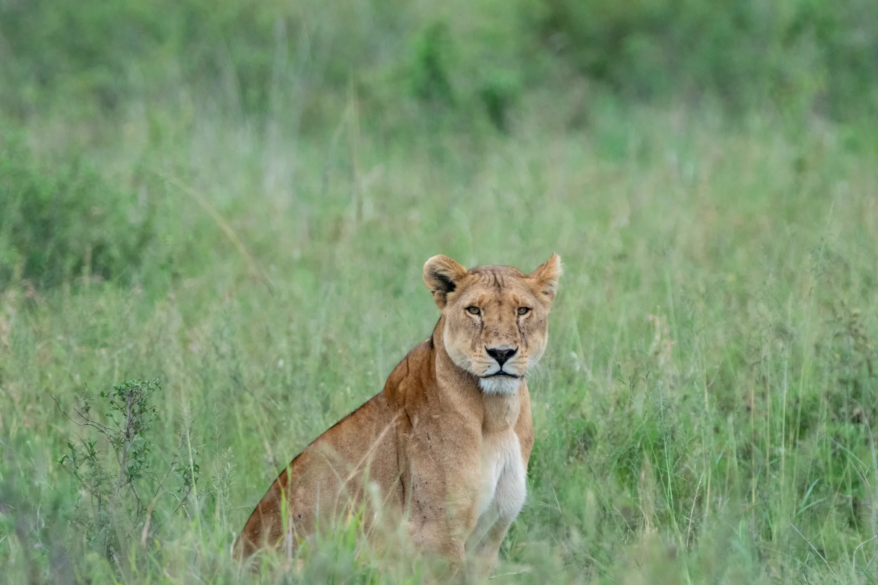 A lioness in the green grass of the Serengeti during the green season, Tanzania