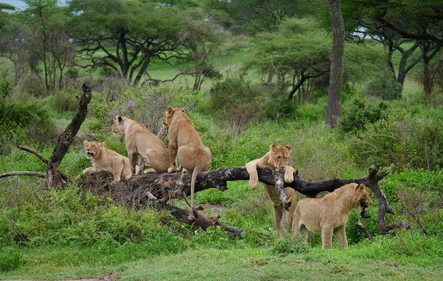 Lake Manyara