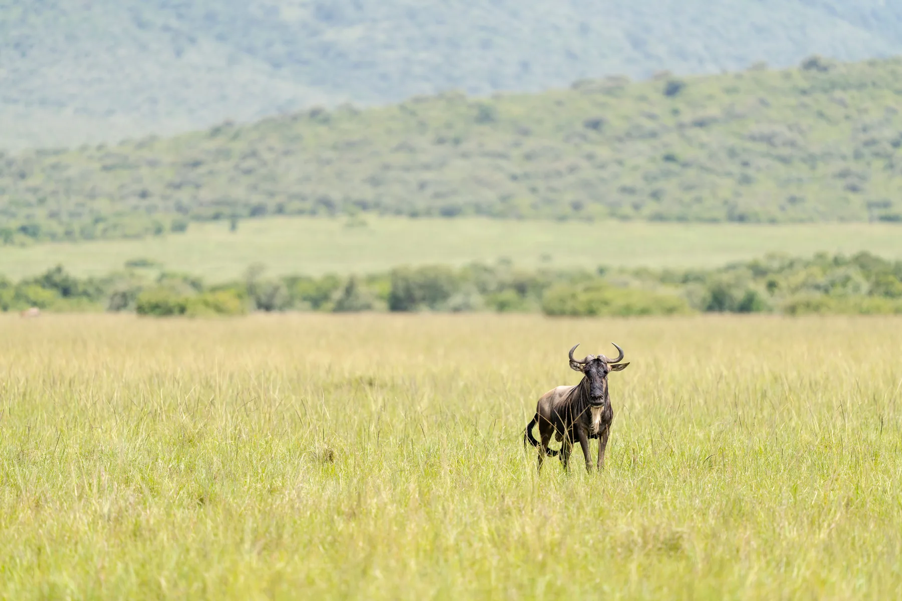 Wildebeest on green savannah in Narok County, Kenya, during the green season