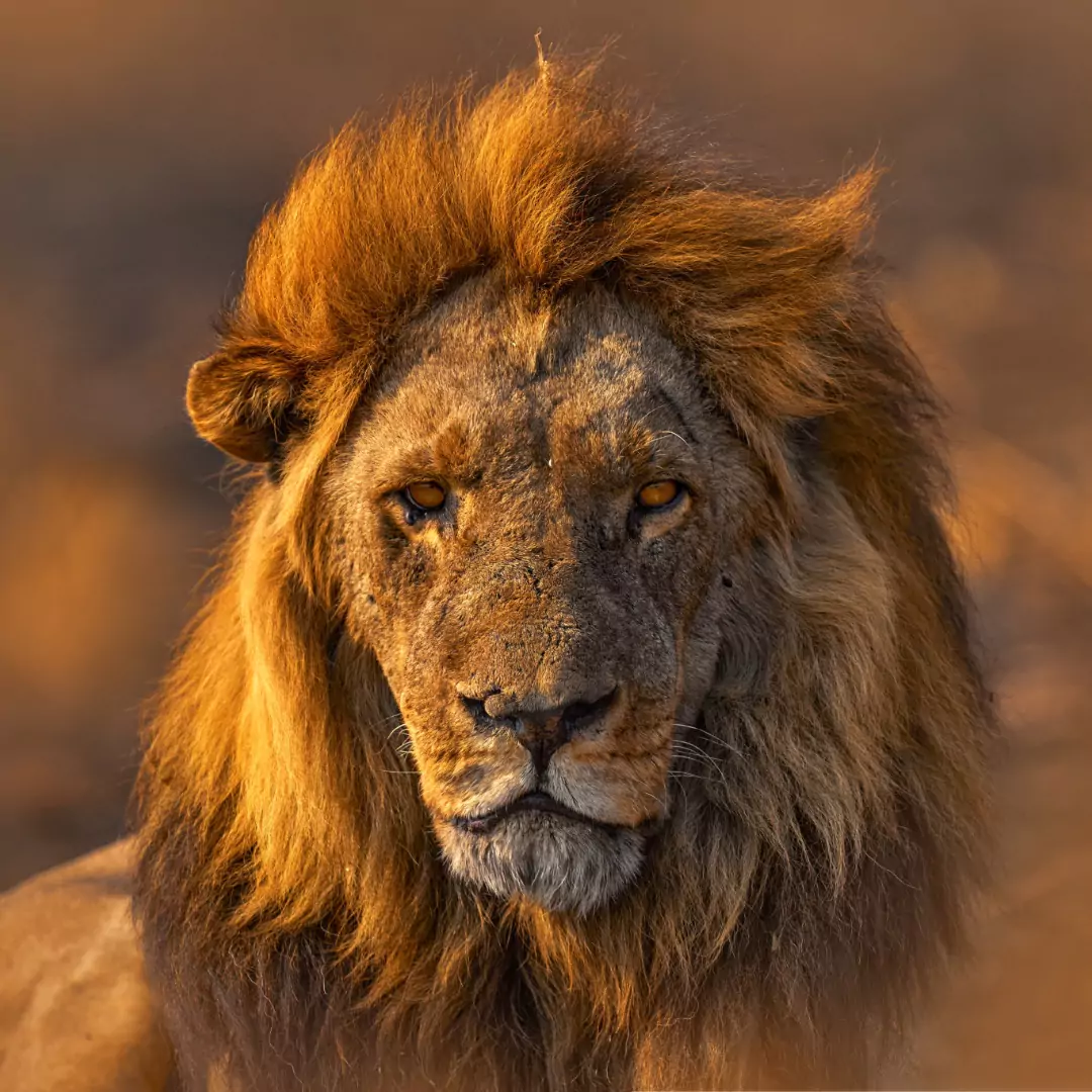 A male lion with a full dark mane in golden grass, Maasai Mara, Kenya