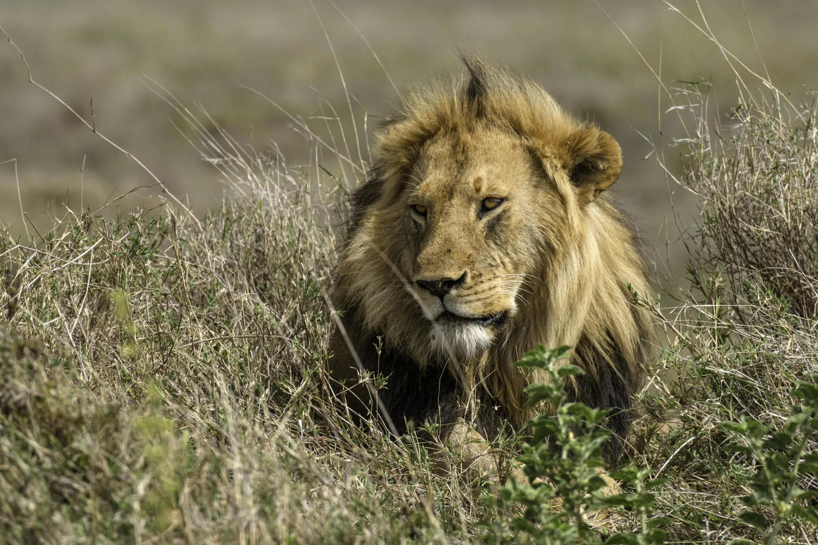 Male lion characteristics: the mane — a dark-maned African lion resting in dry savanna grass