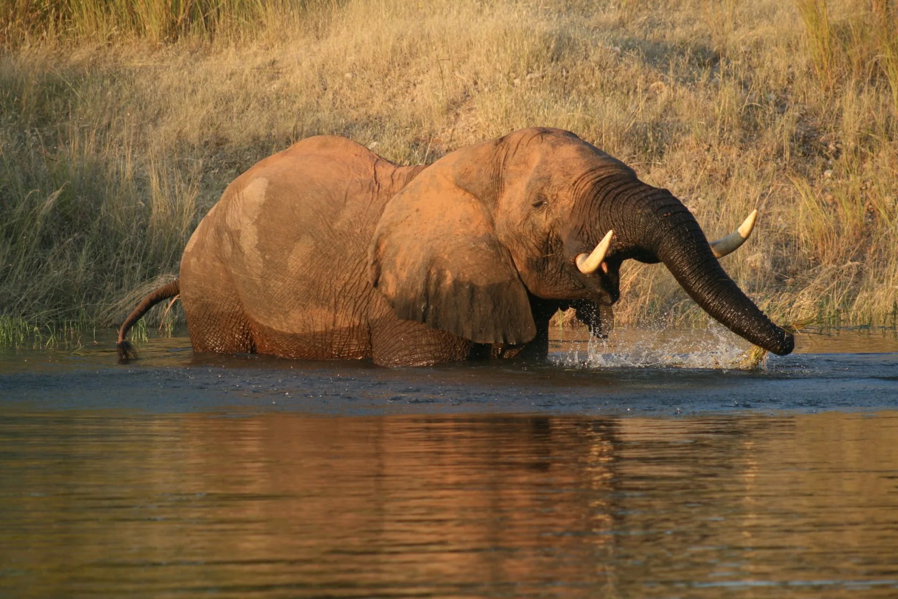 An elephant wading a river in Zimbabwe's Zambezi Valley