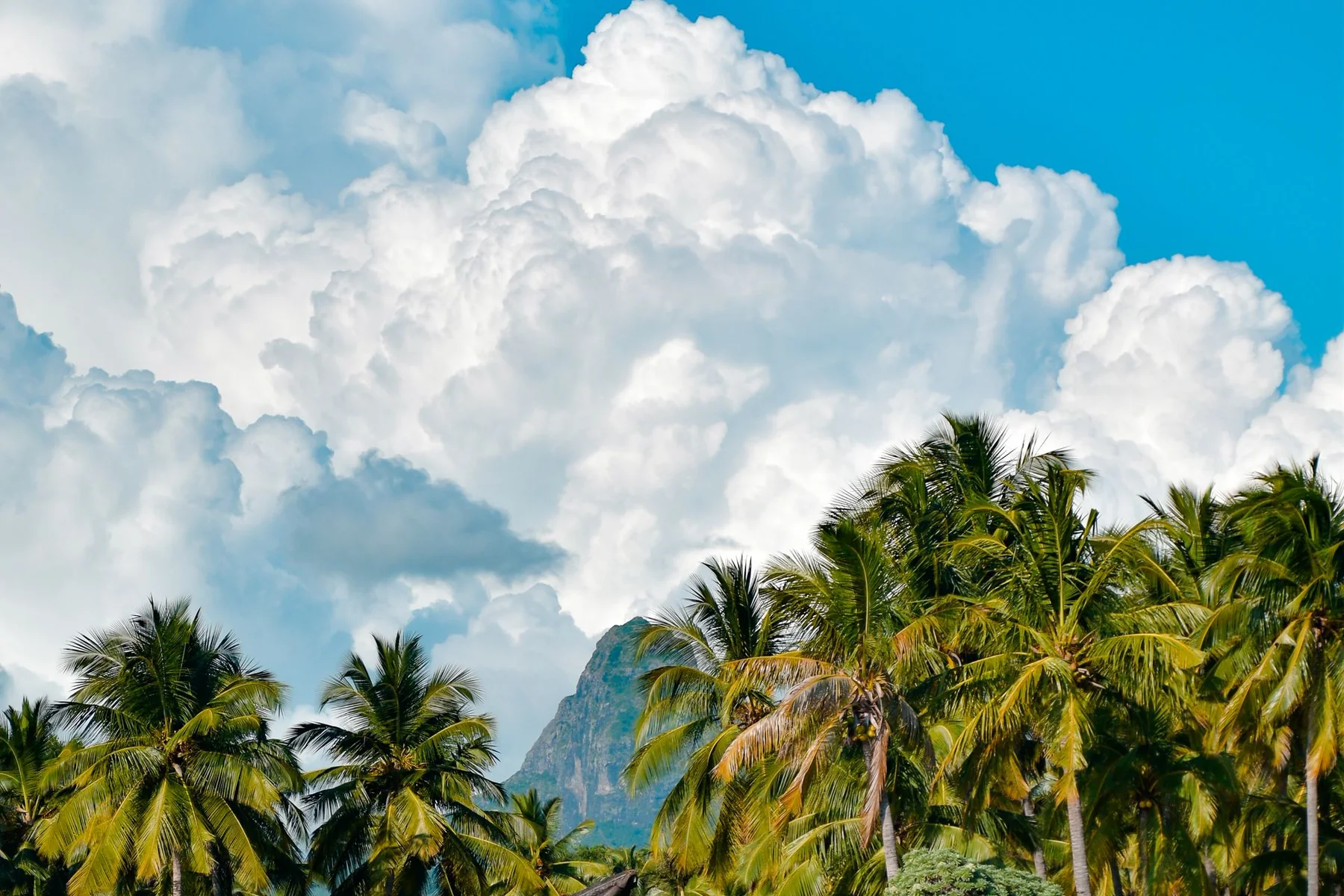 Palms and mountain peaks above the shoreline in Mauritius