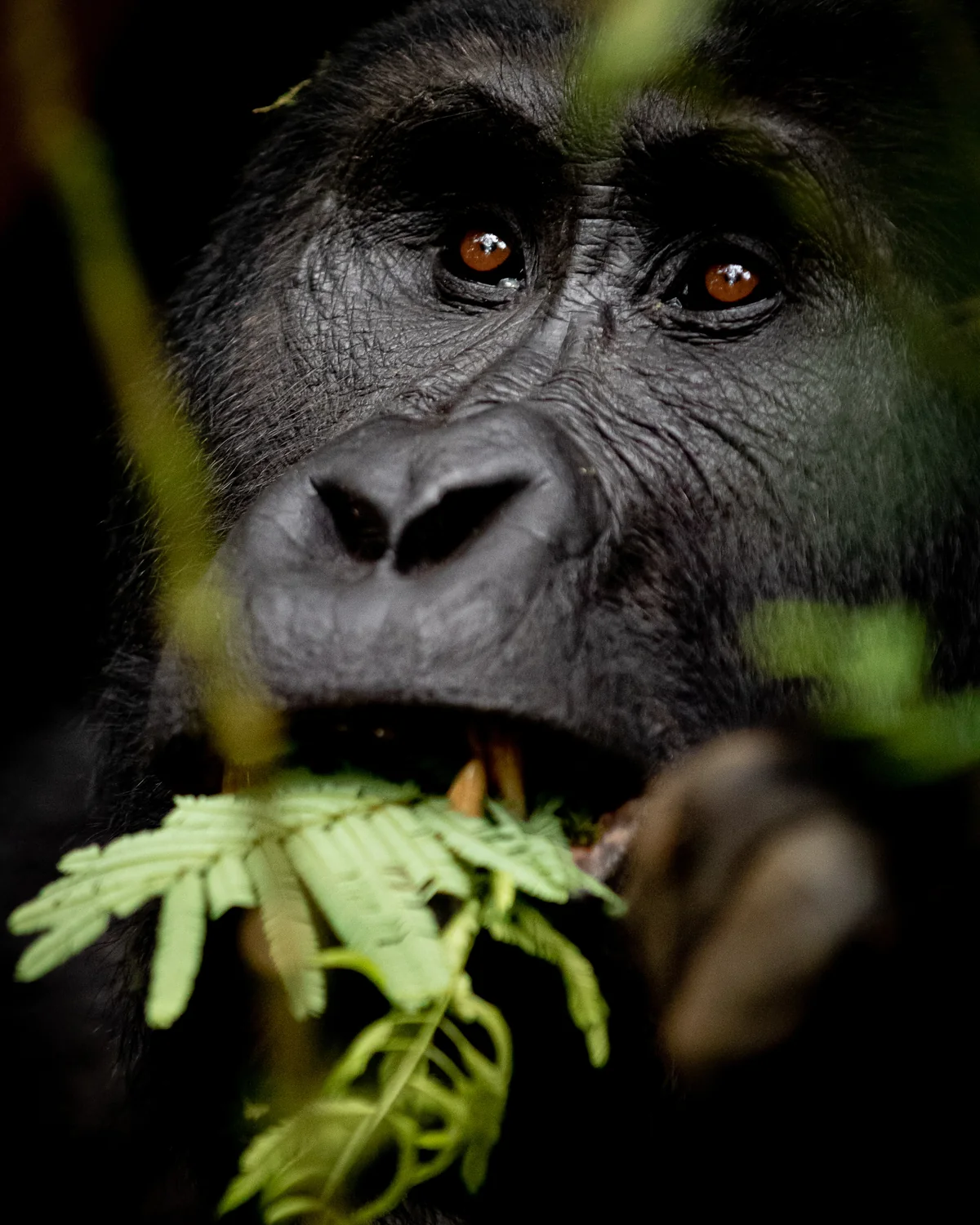 Close portrait of a mountain gorilla looking through forest foliage