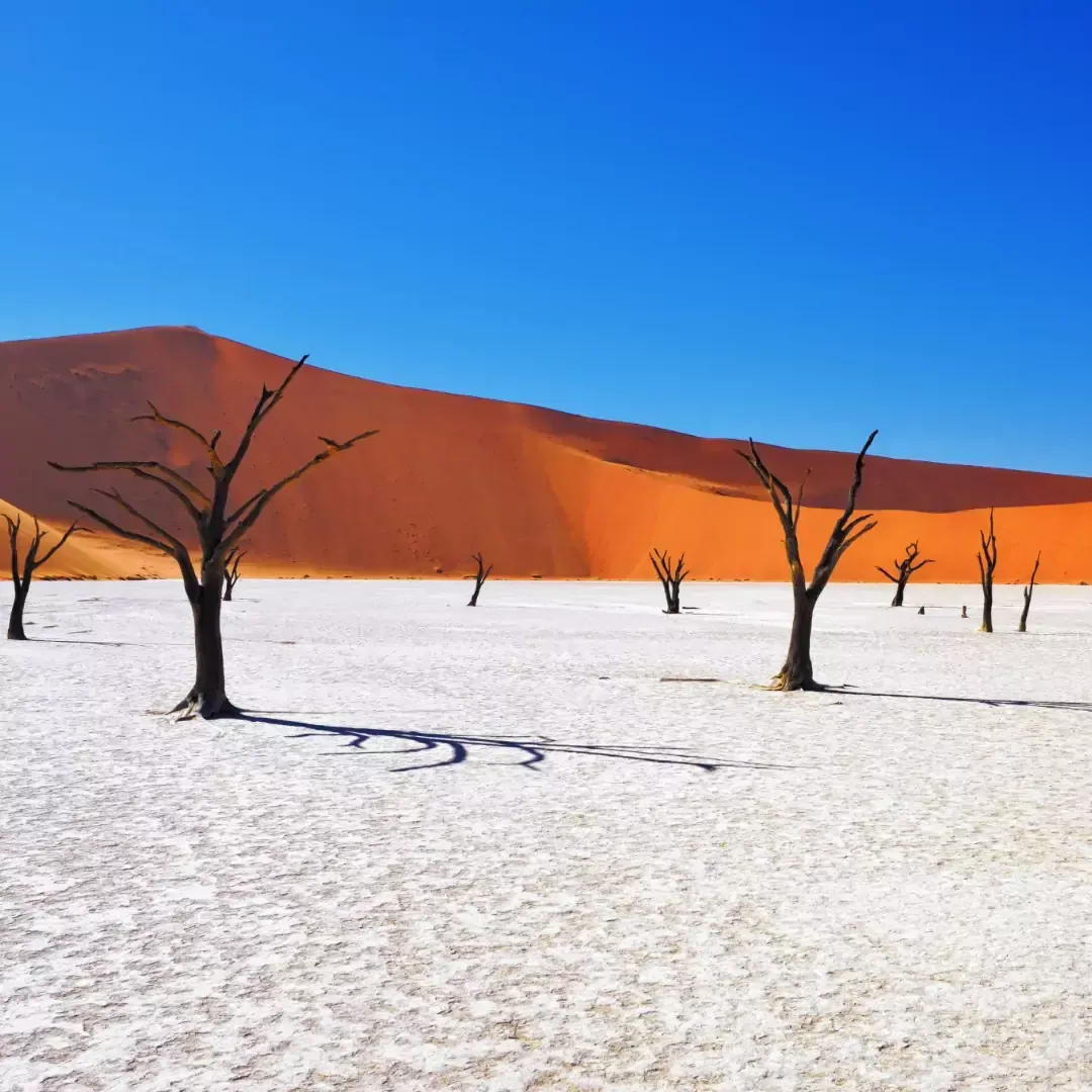 Dead camelthorn trees on the white clay pan of Deadvlei, Namibia