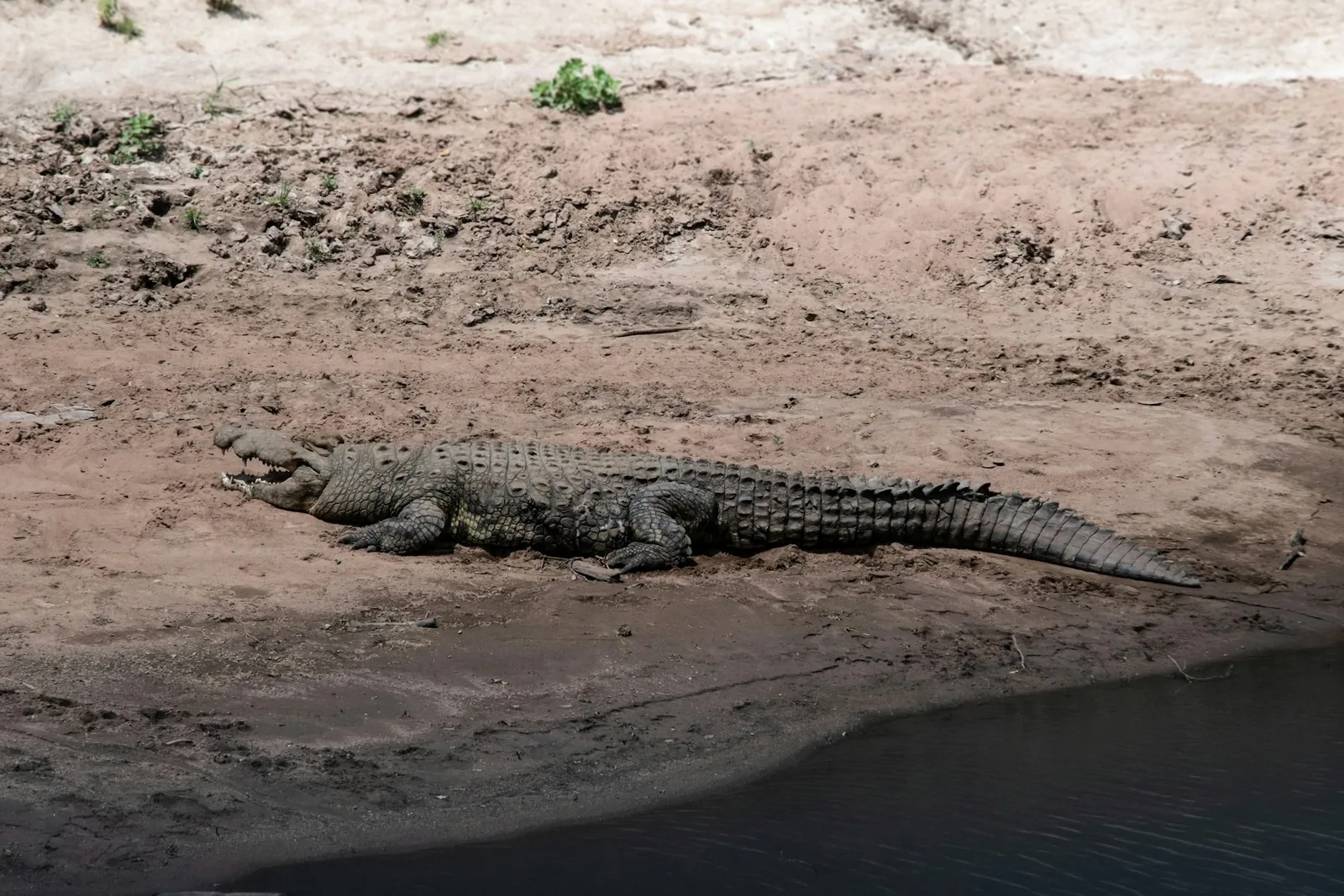 A Nile crocodile resting on a riverbank