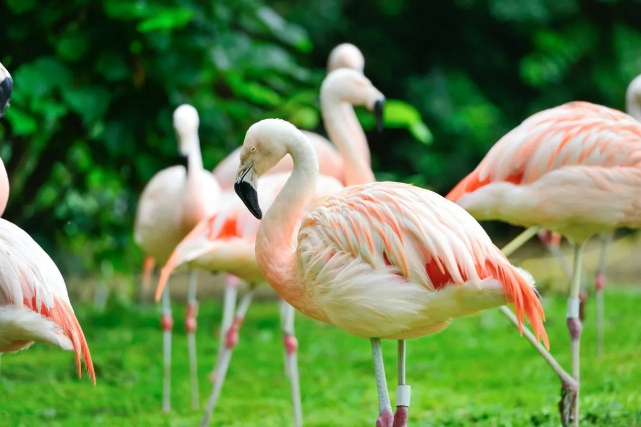 Safari for Older Travelers: Comfort Without Compromise