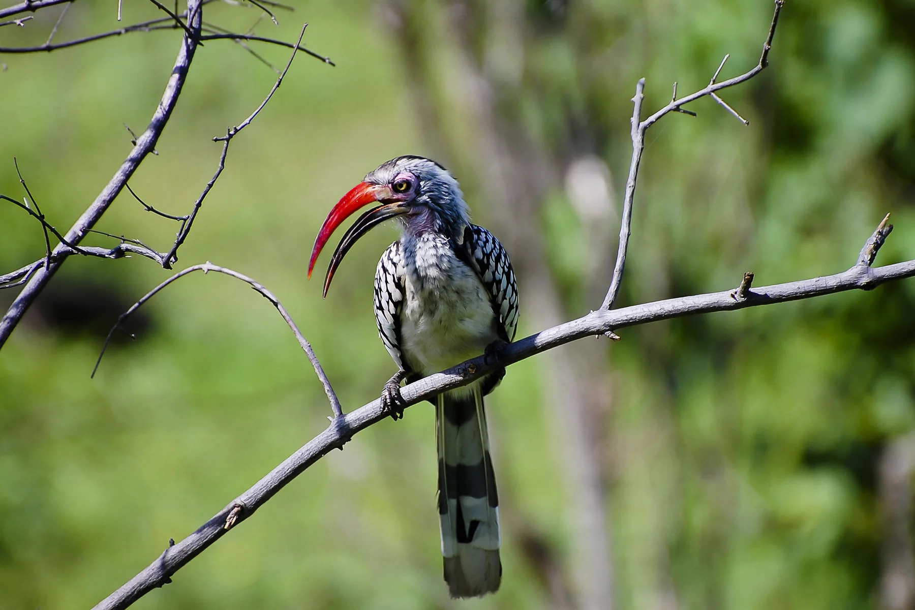 A red-billed hornbill perched on a bare branch
